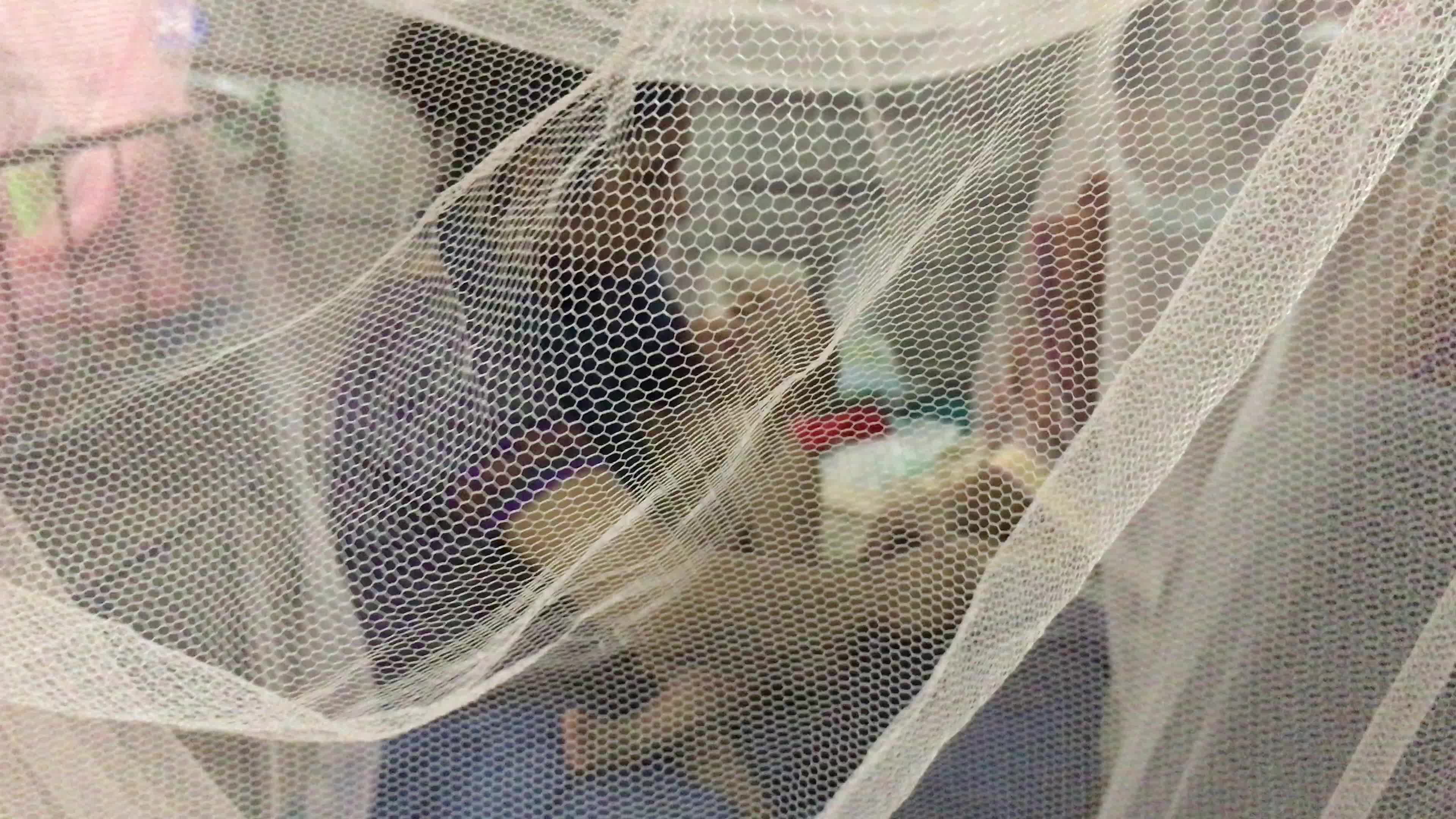 Dengue Fever Worsen In Bangladesh
