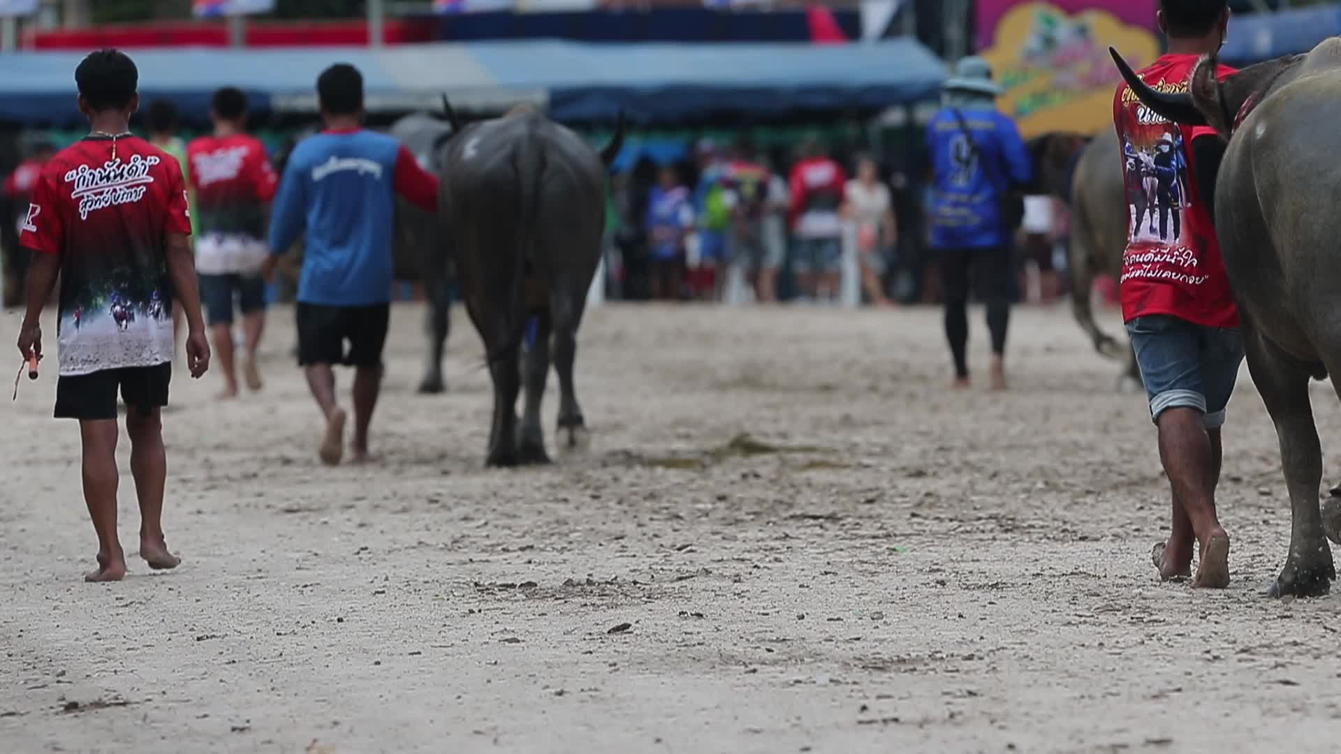 Chonburi's Annual Buffalo Race Festival