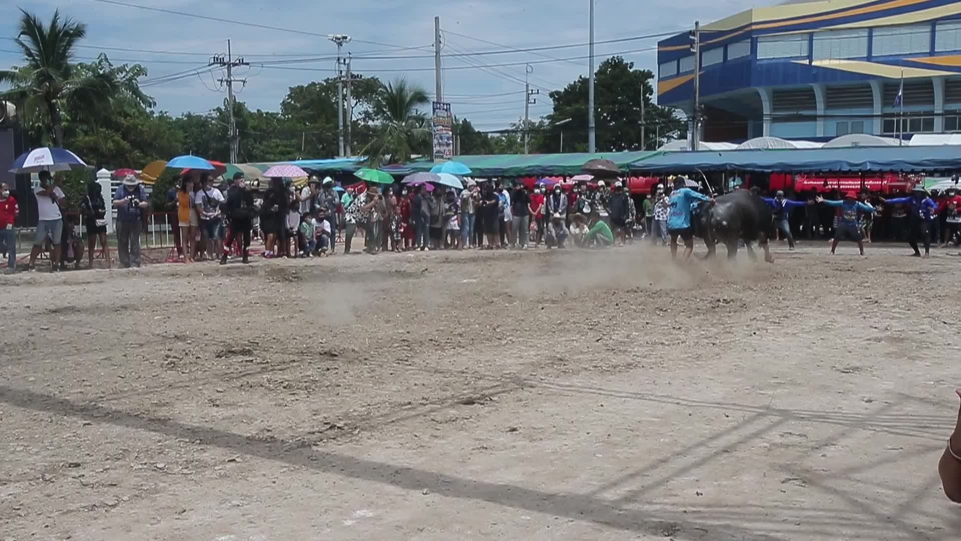Chonburi's Annual Buffalo Race Festival