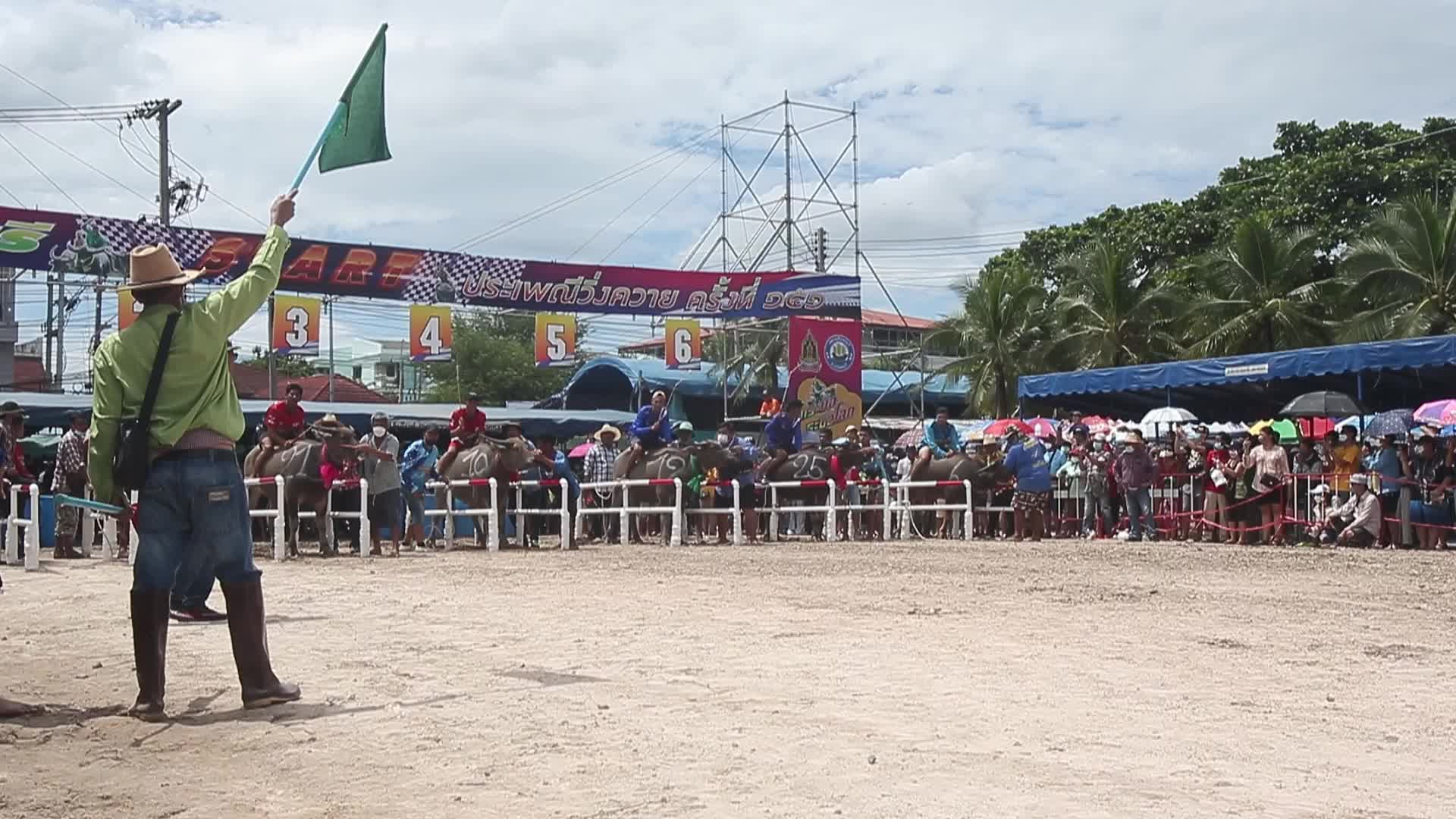 Chonburi's Annual Buffalo Race Festival