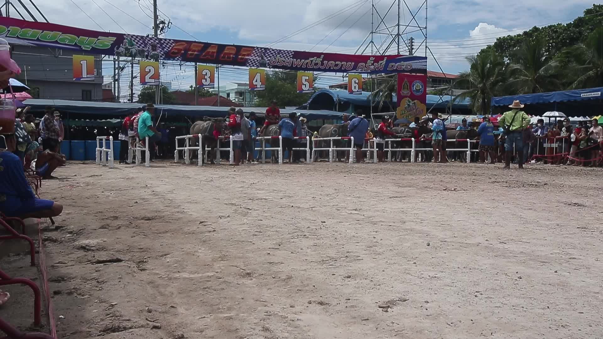 Chonburi's Annual Buffalo Race Festival