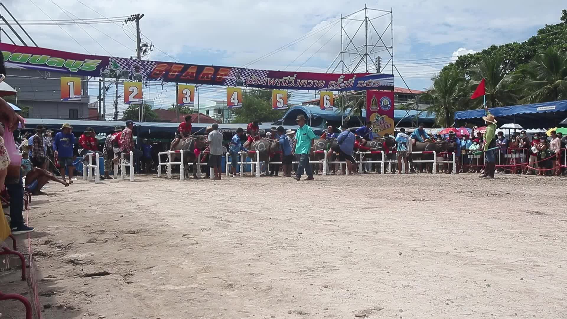 Chonburi's Annual Buffalo Race Festival
