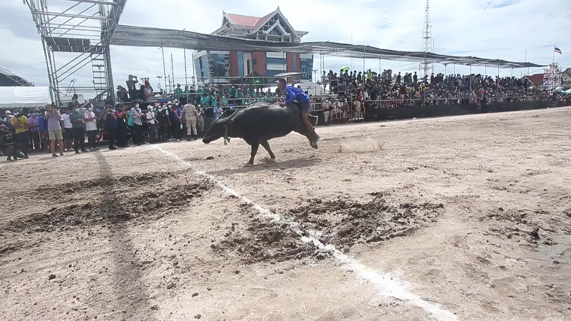 Chonburi's Annual Buffalo Race Festival