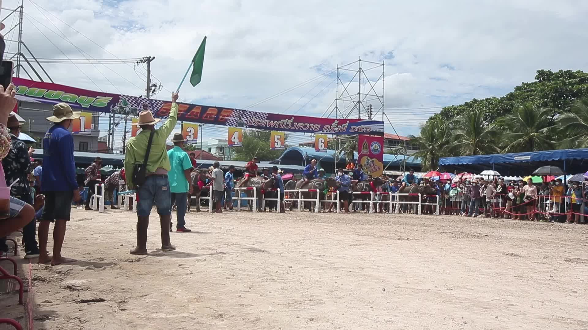 Chonburi's Annual Buffalo Race Festival