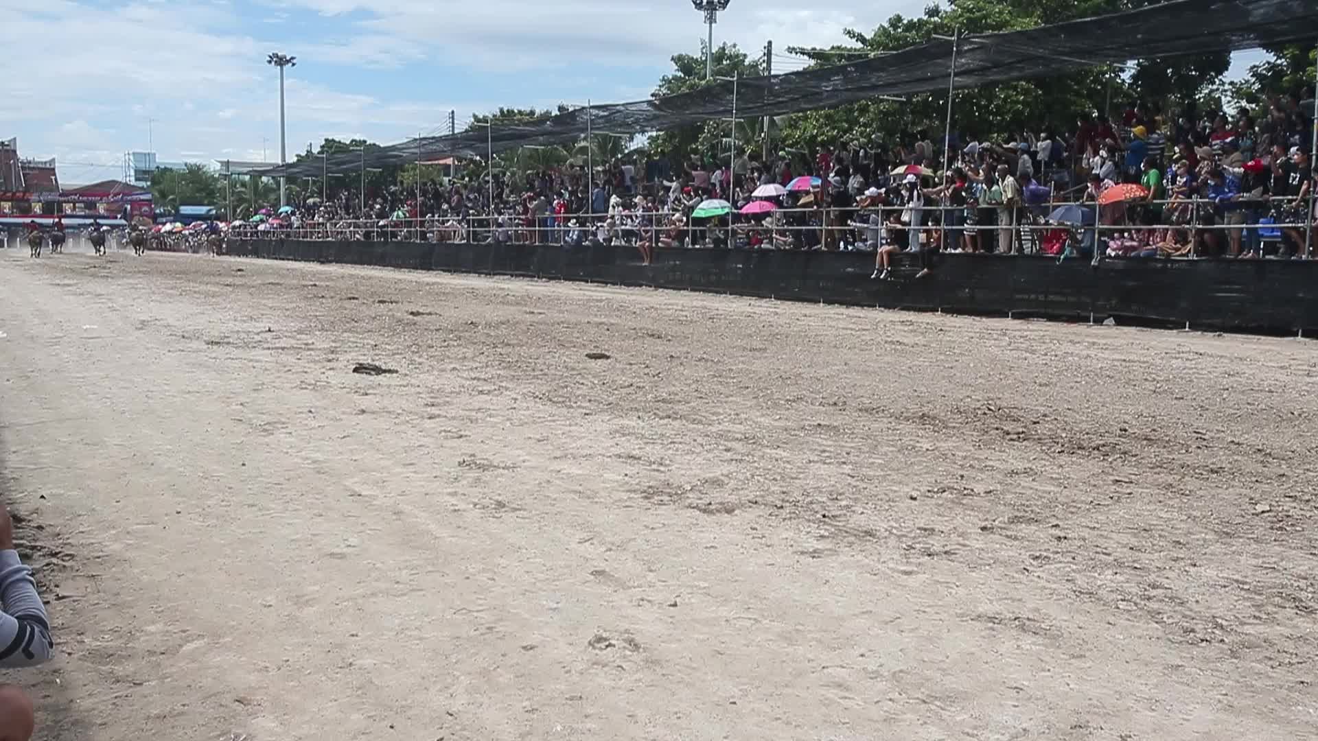 Chonburi's Annual Buffalo Race Festival
