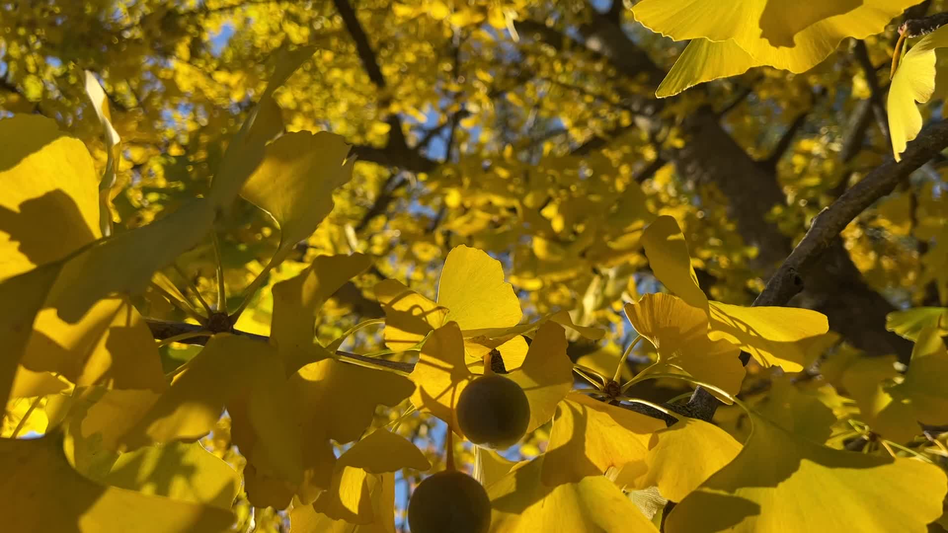 Autumn season in Markham