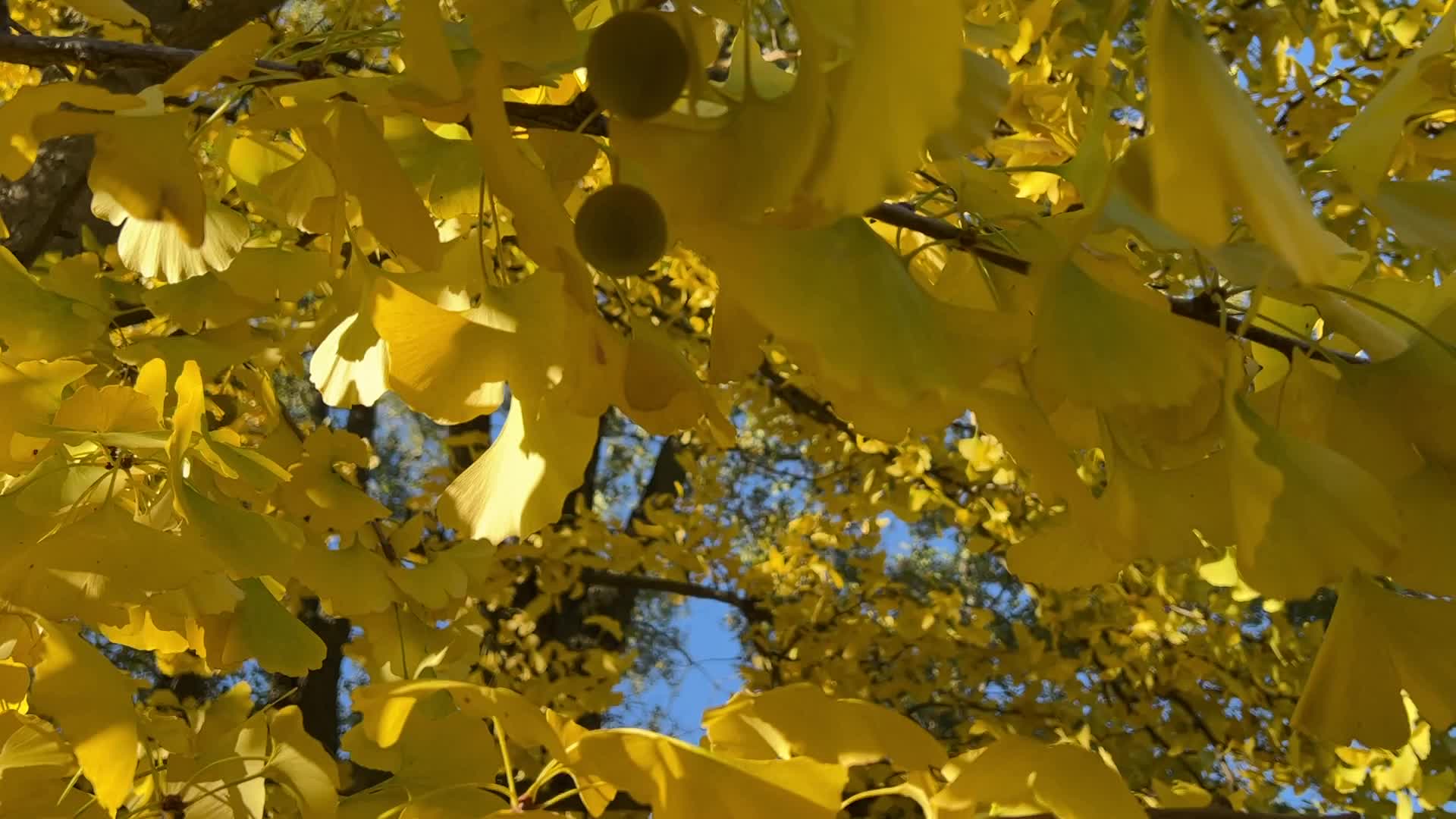 Autumn season in Markham