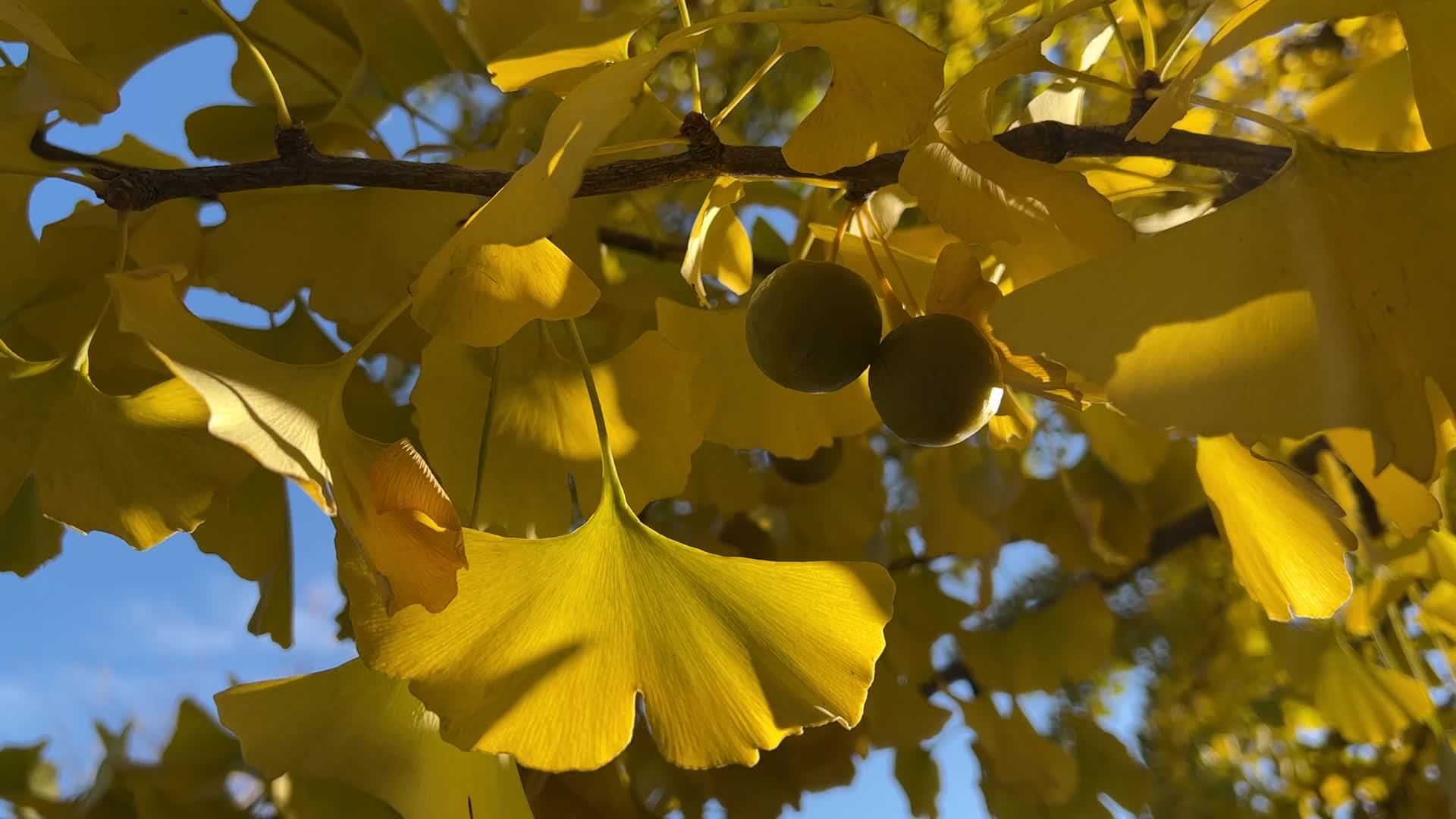 Autumn season in Markham