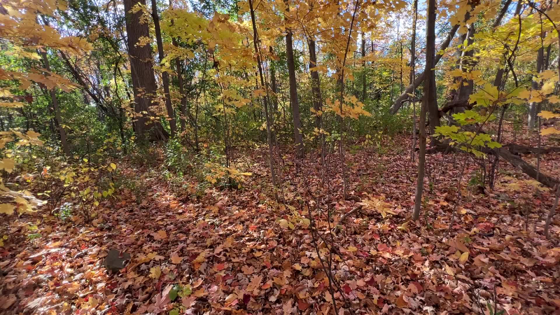 Autumn season in Markham