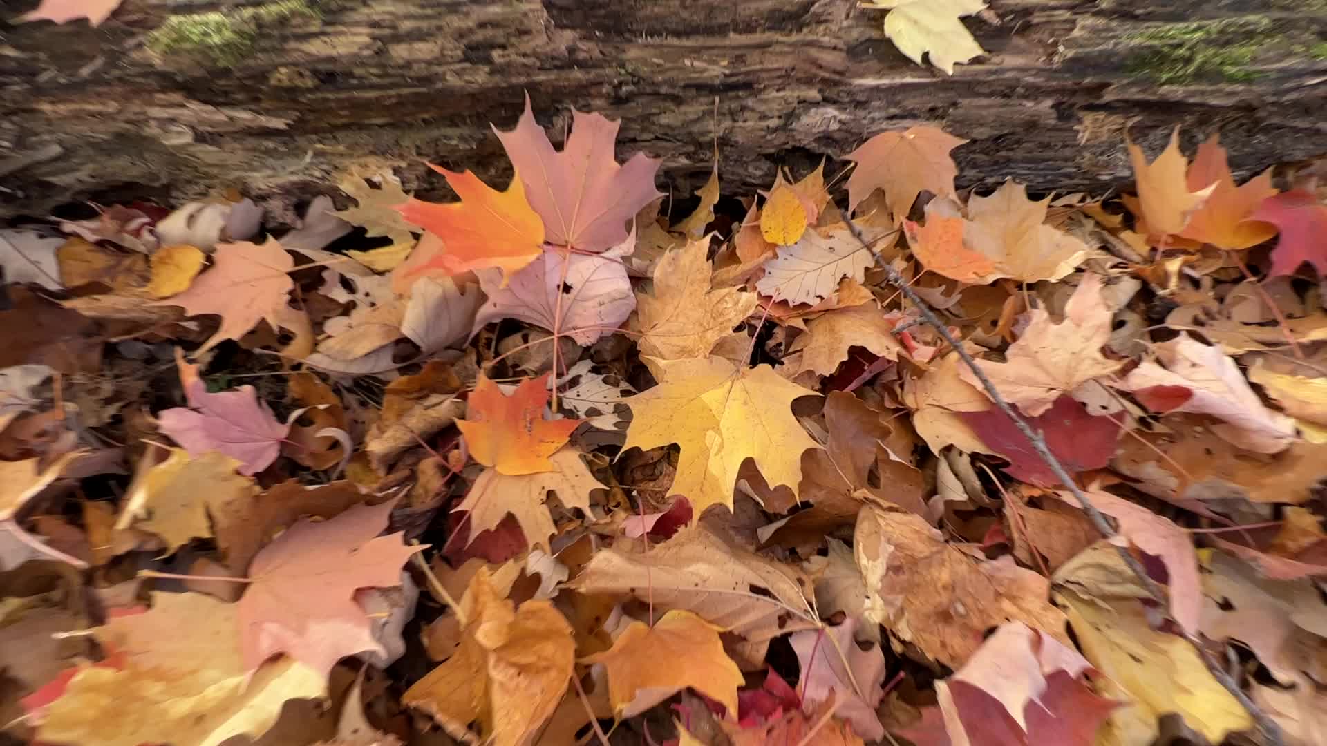 Autumn season in Markham