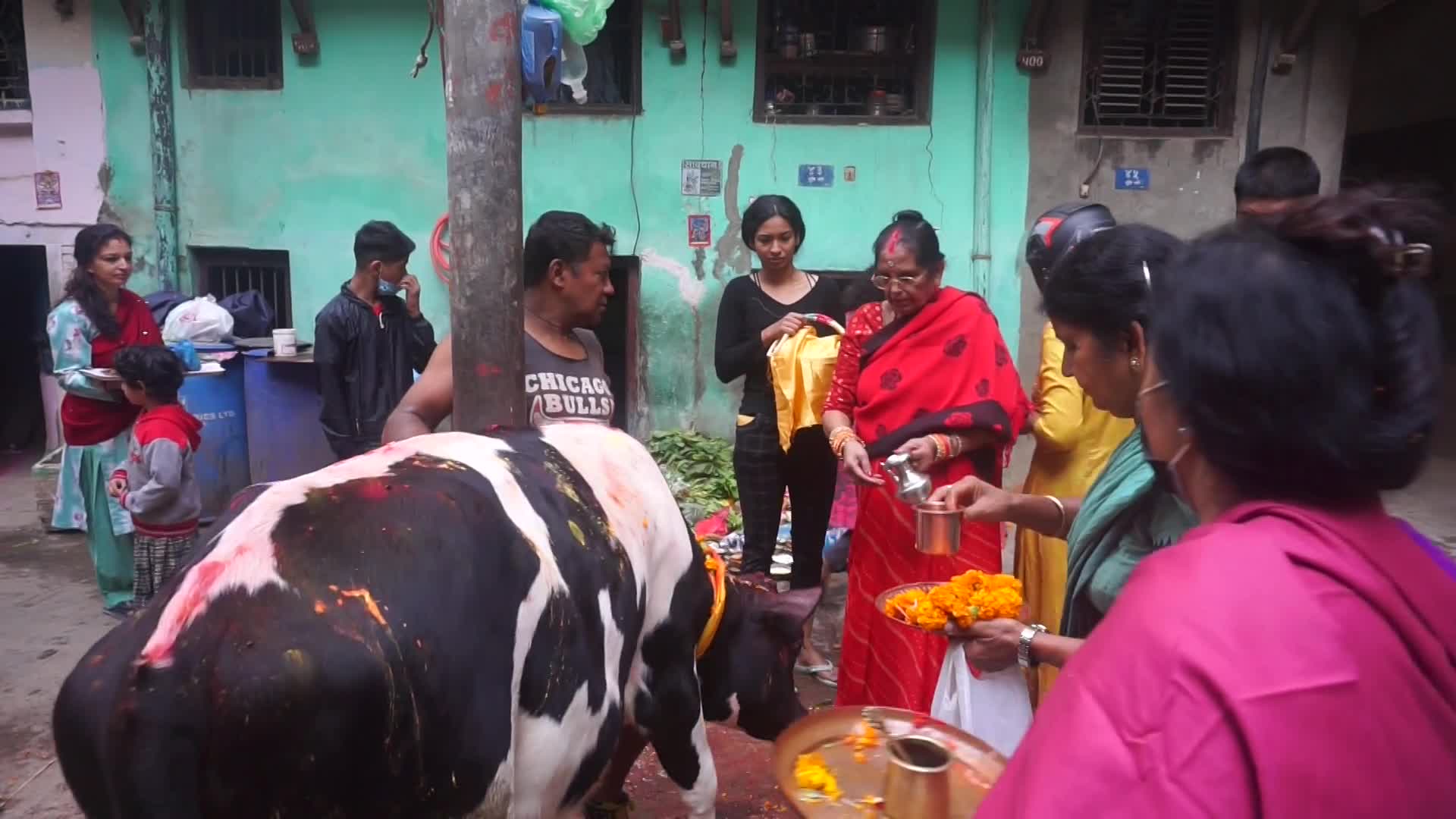 Worshiping Cow during Tihar festival