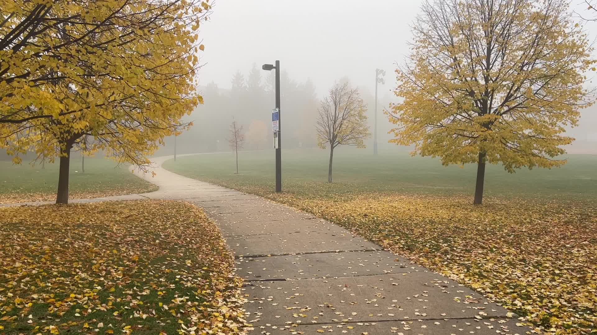 Foggy morning during the Autumn season