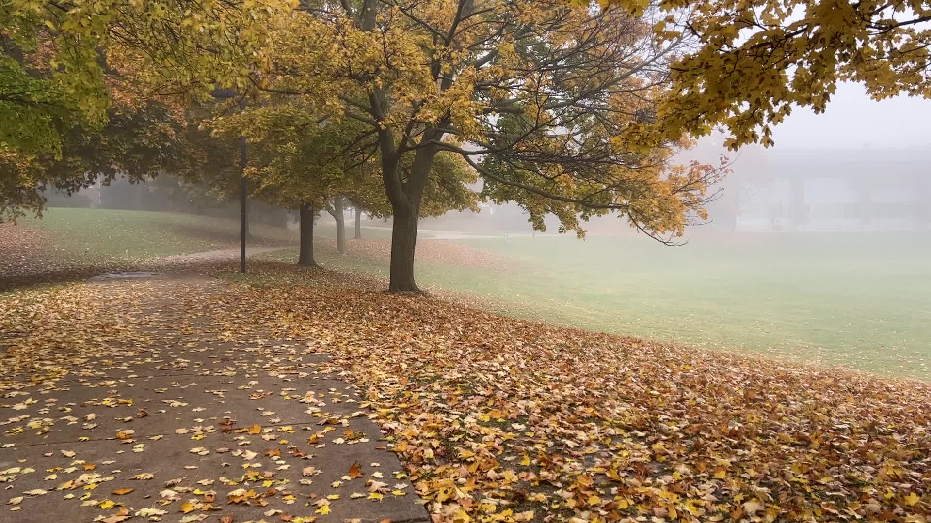 Foggy morning during the Autumn season