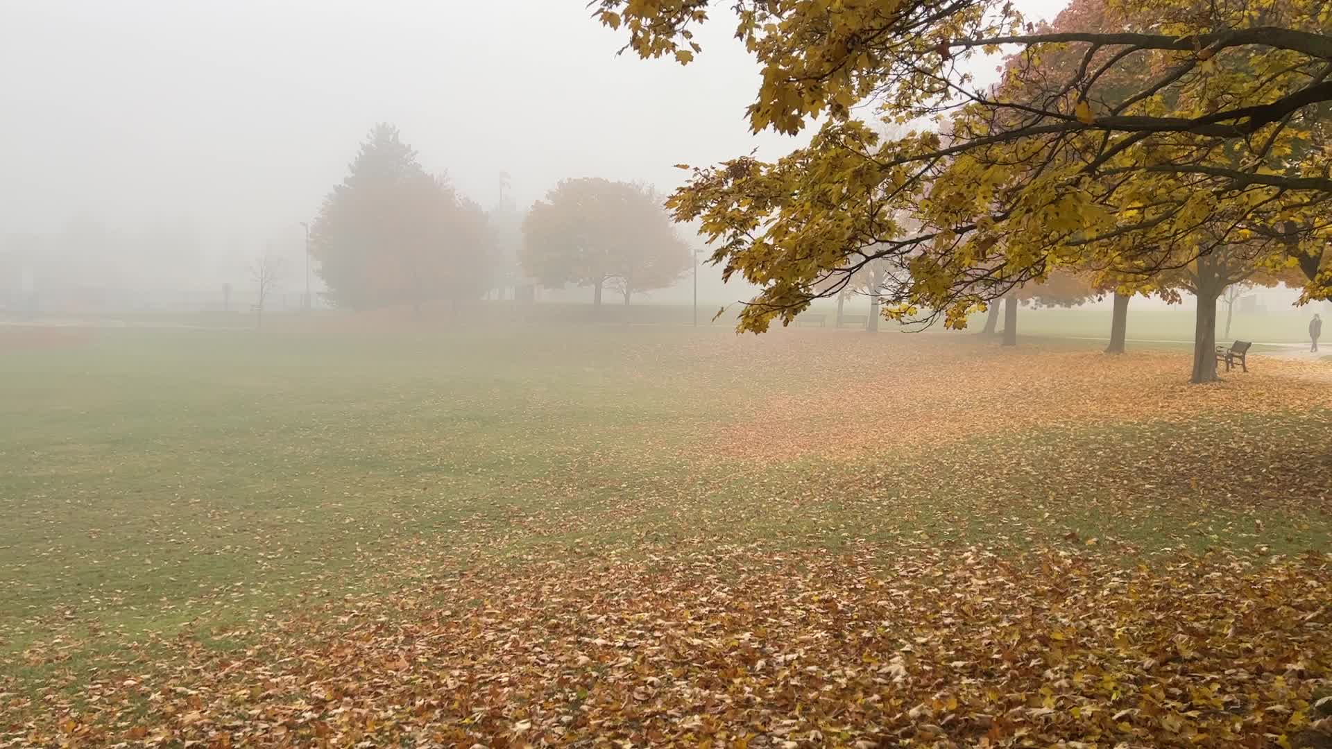 Foggy morning during the Autumn season