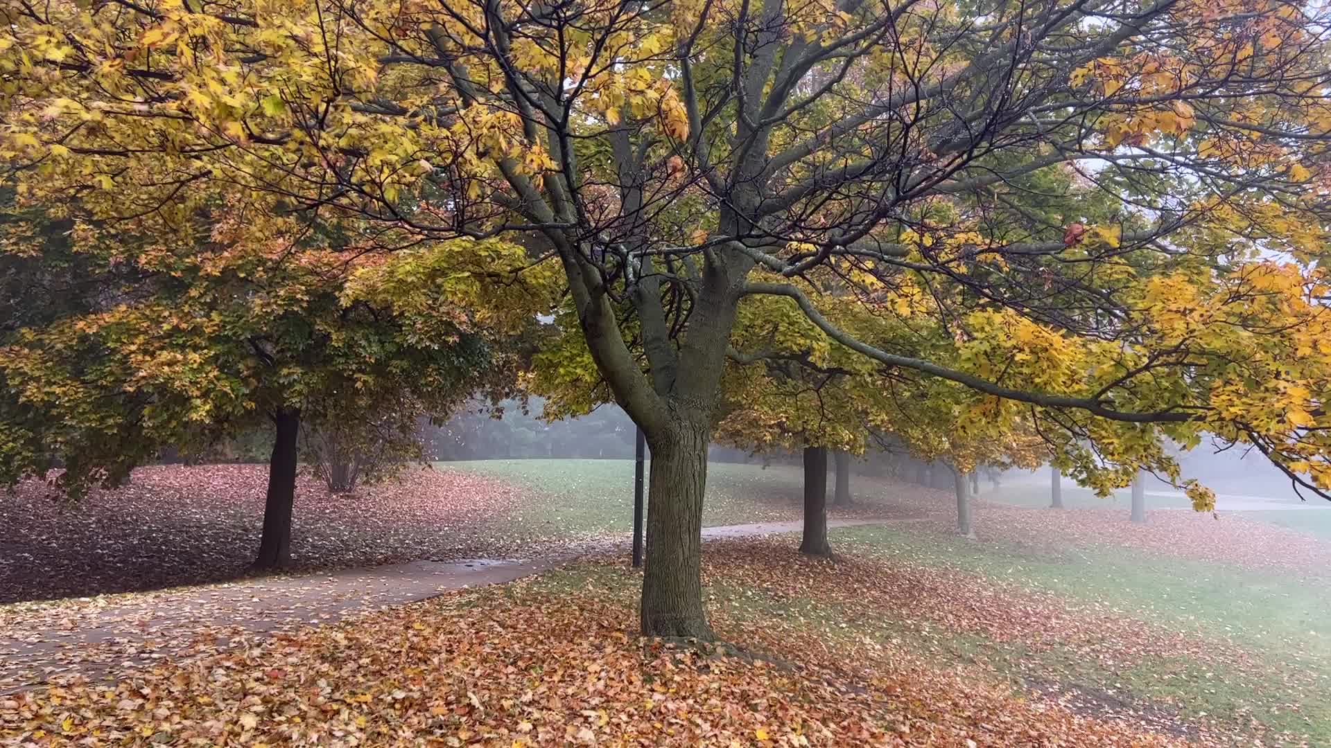 Foggy morning during the Autumn season