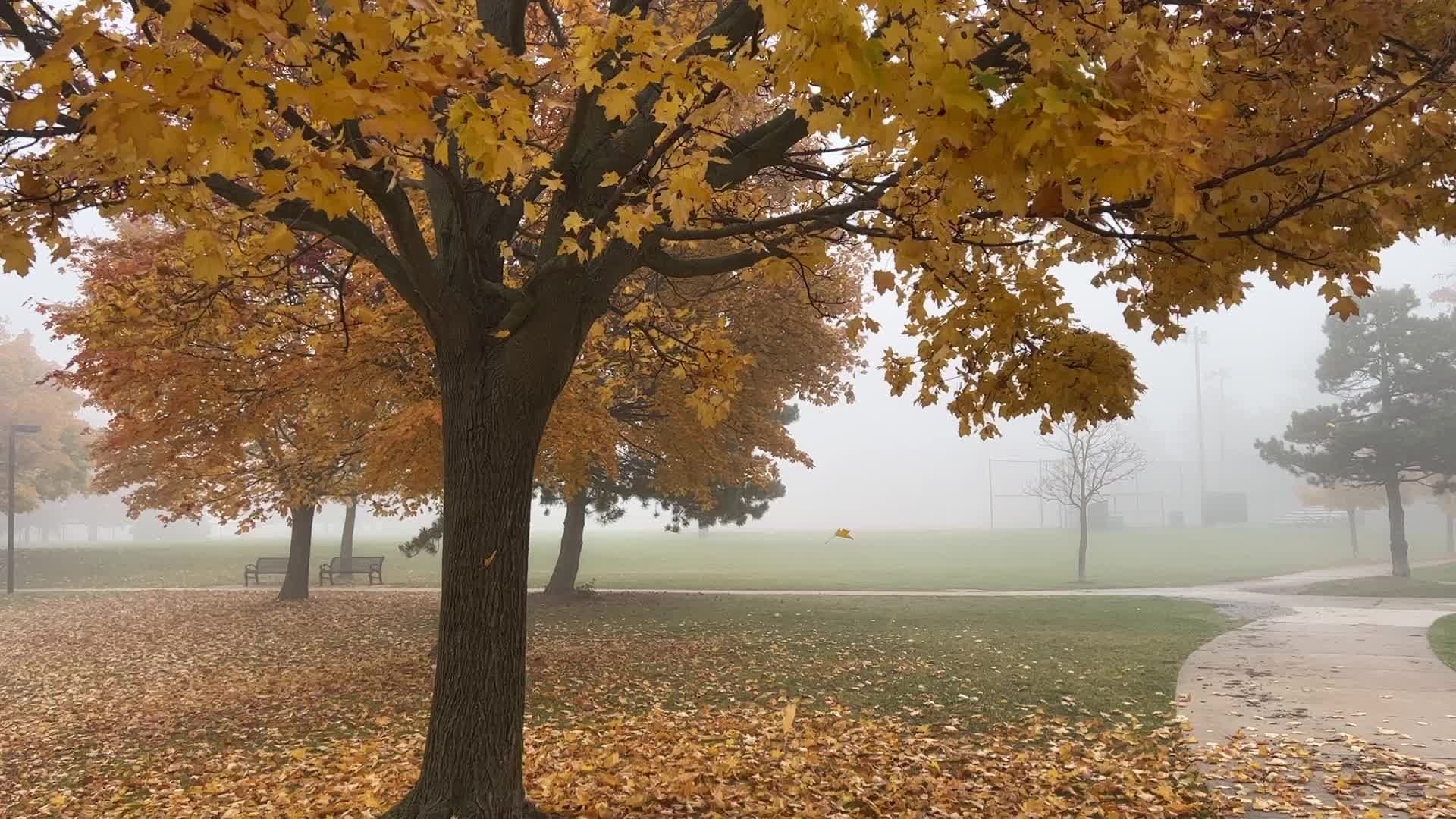 Foggy morning during the Autumn season