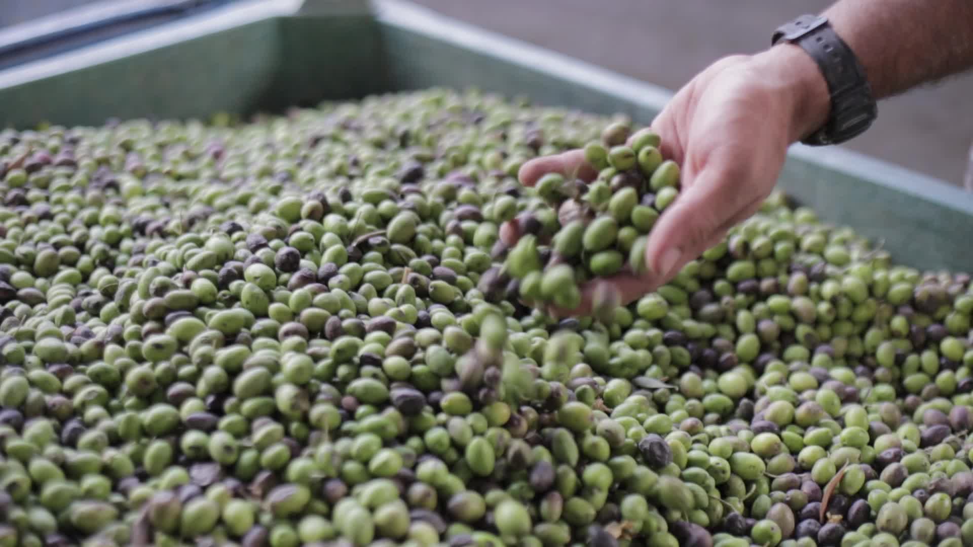 Olive Harvesting In Gaza, Palestine