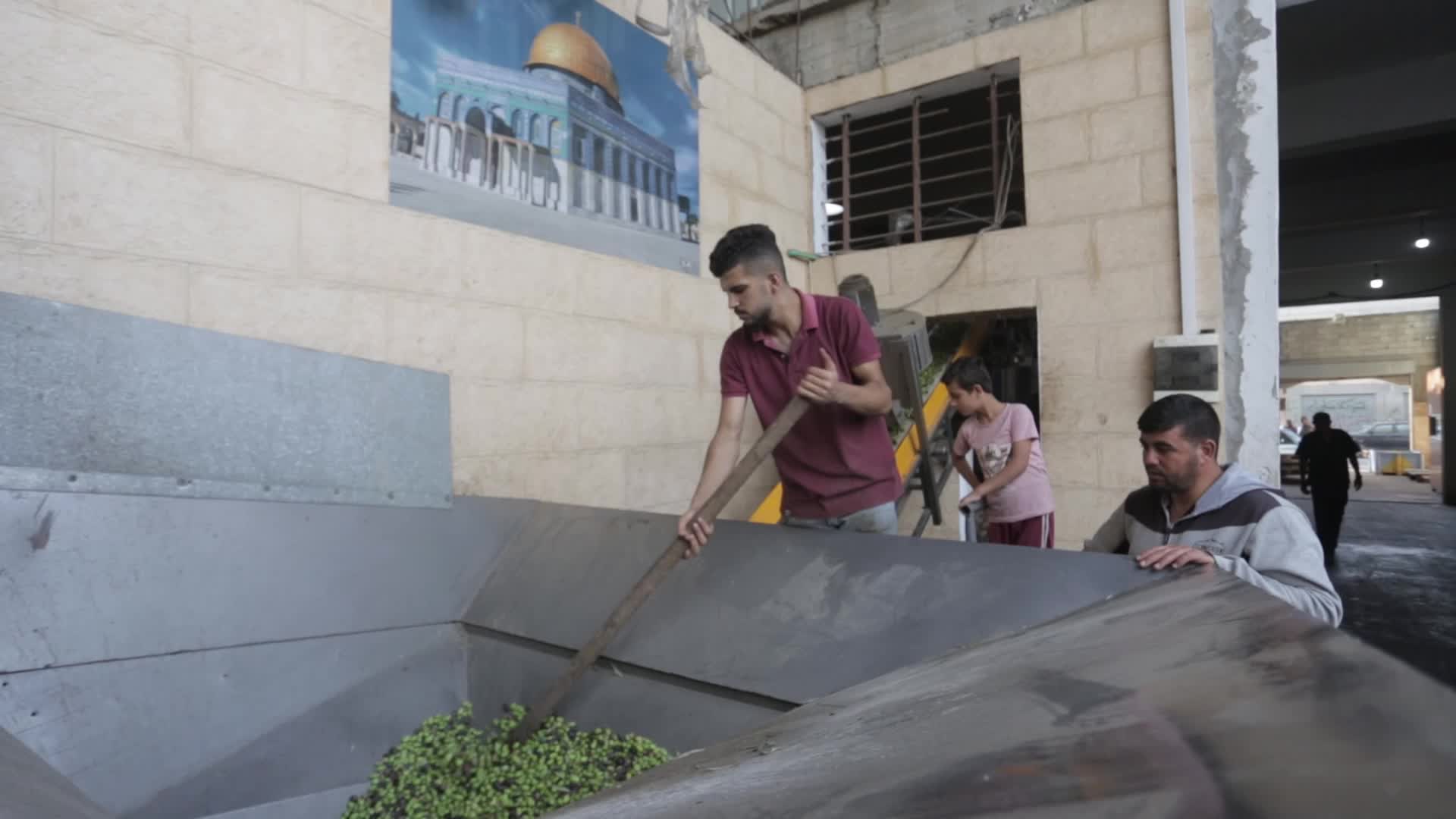 Olive Harvesting In Gaza, Palestine