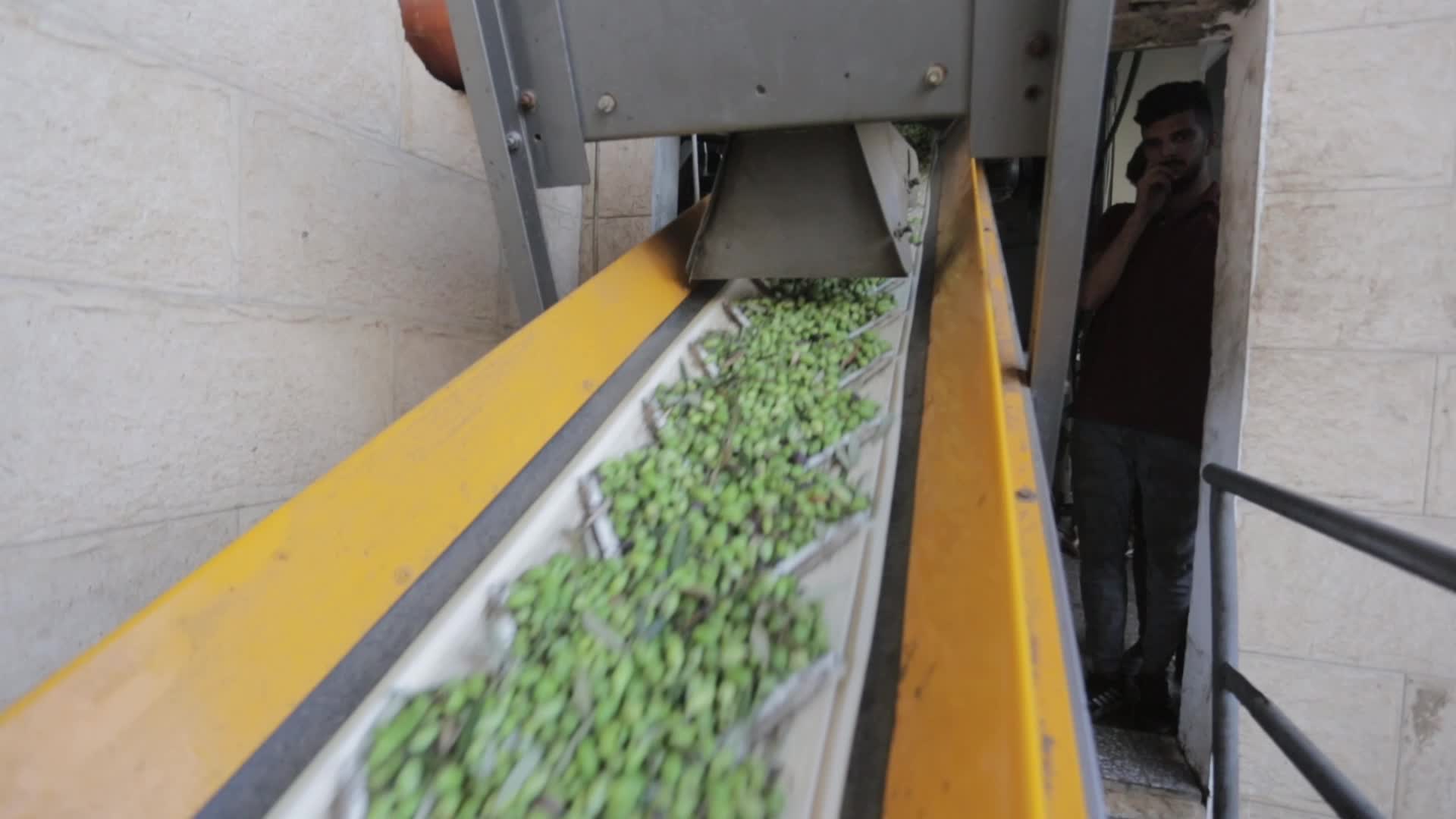 Olive Harvesting In Gaza, Palestine