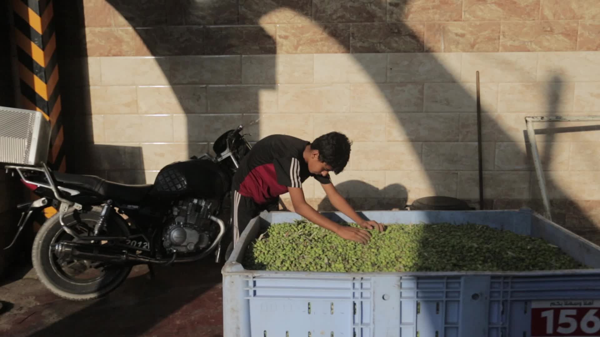 Olive Harvesting In Gaza, Palestine