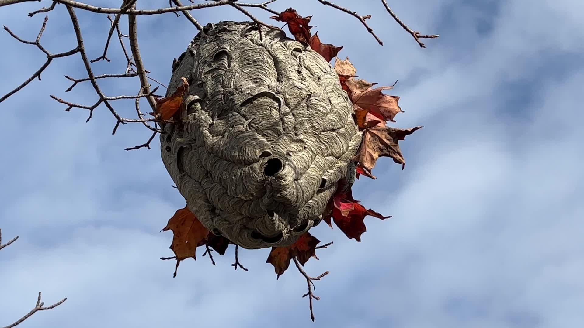 Paper wasp nest