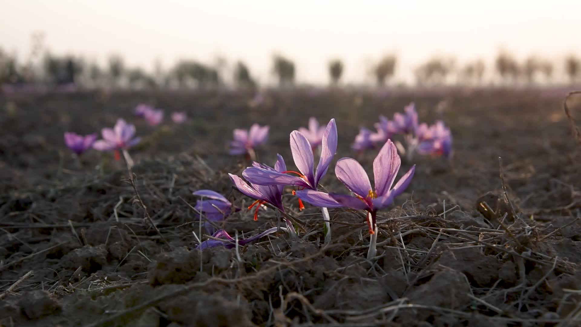 Saffron Harvesting In Pulwama, India