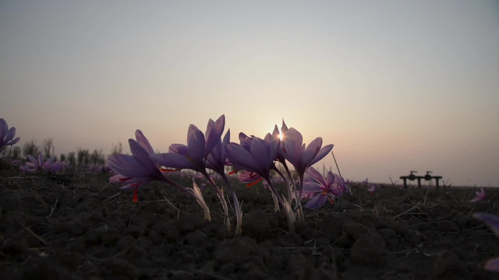 Saffron Harvesting In Pulwama, India