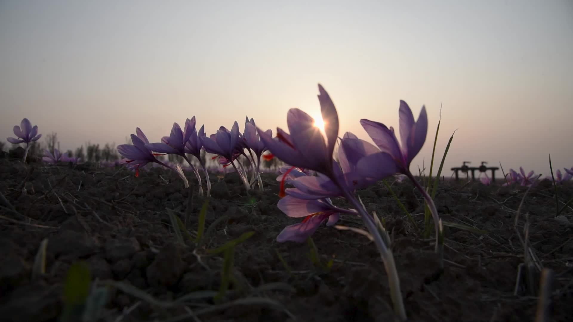 Saffron Harvesting In Pulwama, India
