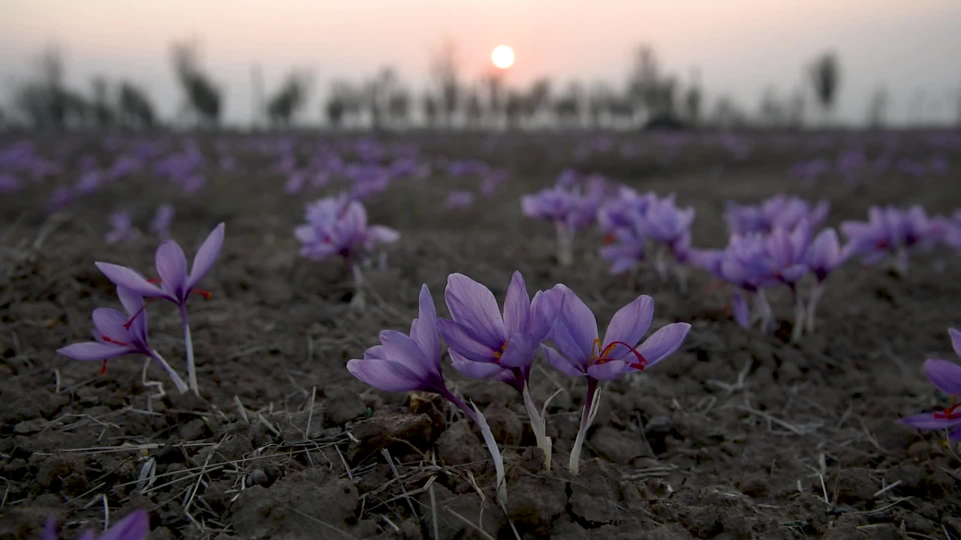 Saffron Harvesting In Pulwama, India