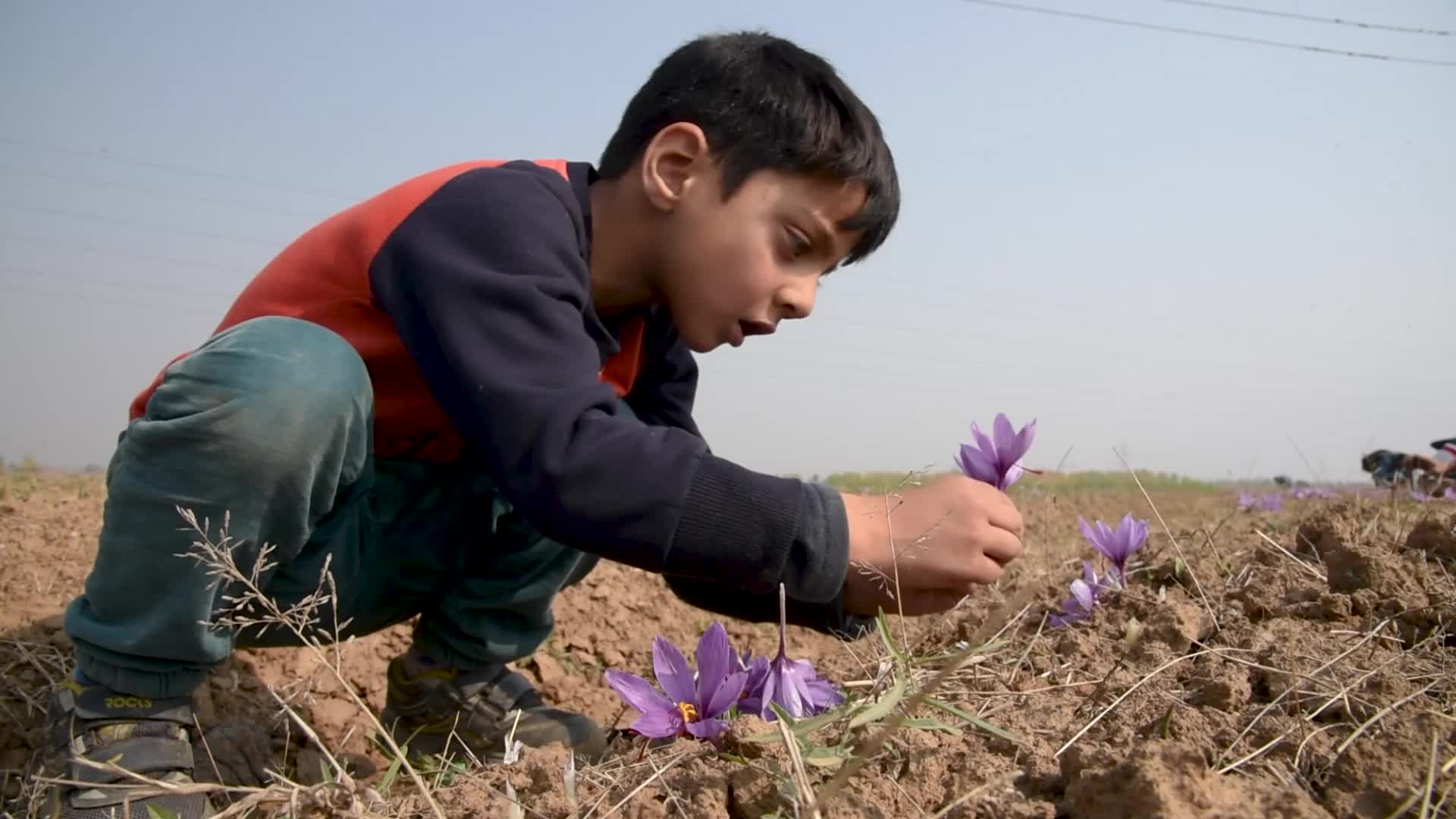 Saffron Harvesting In Pulwama, India