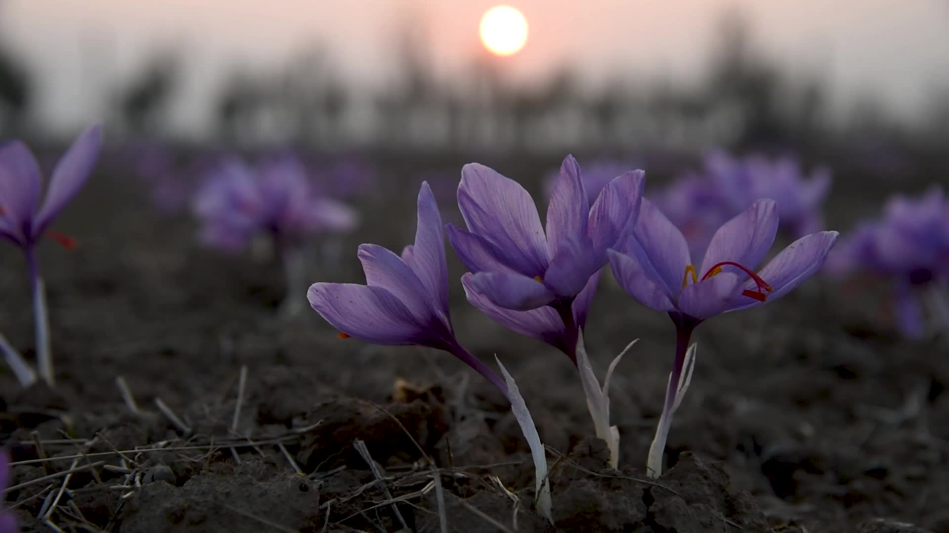 Saffron Harvesting In Pulwama, India