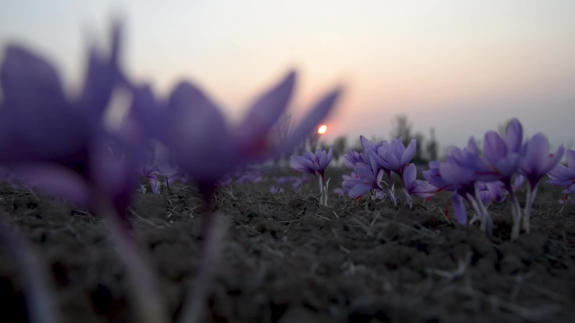 Saffron Harvesting In Pulwama, India