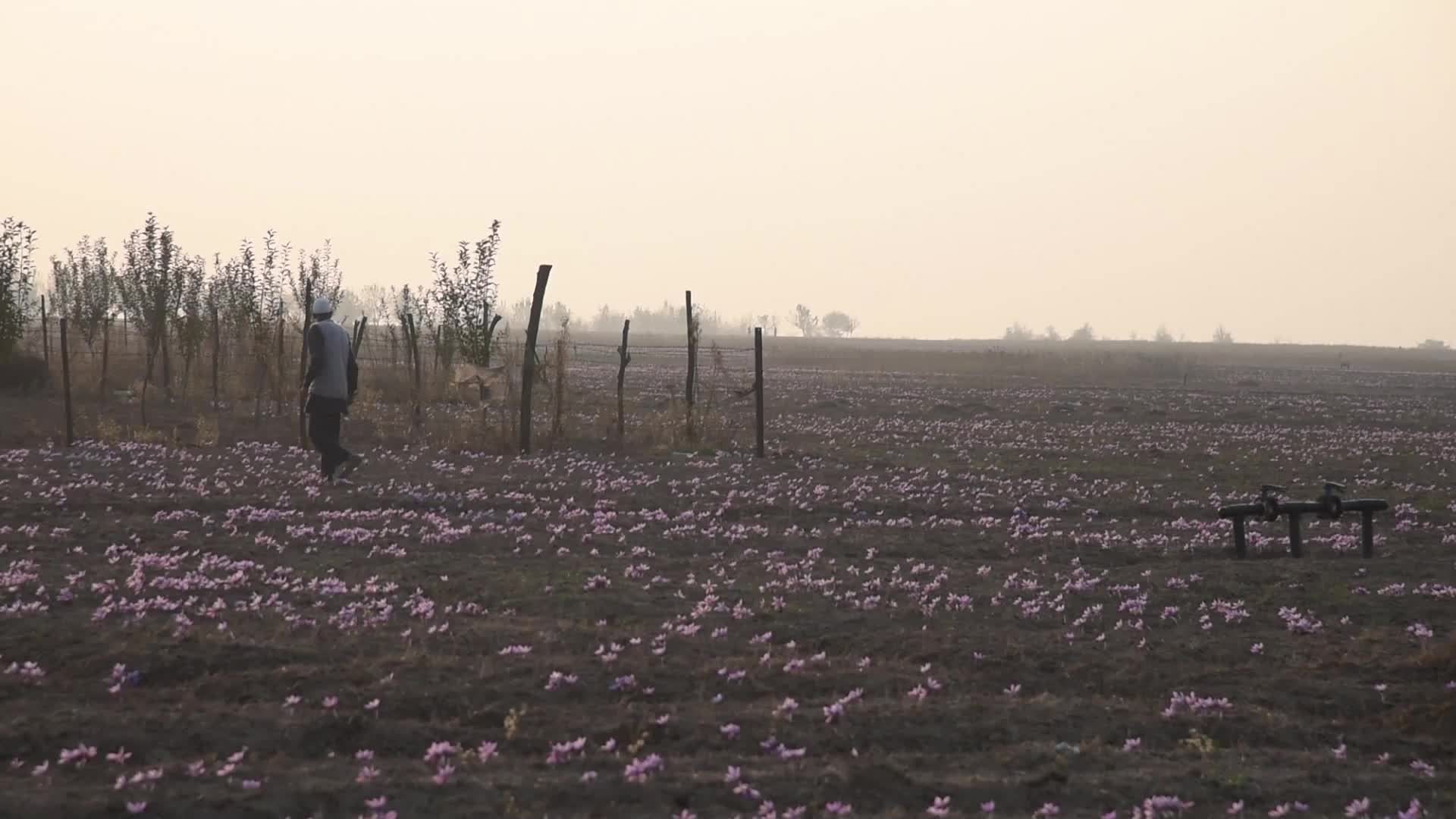 Saffron Harvesting In Pulwama, India