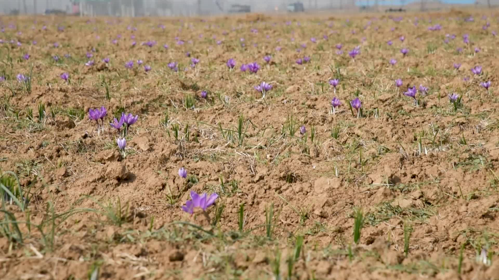 Saffron Harvesting In Pulwama, India