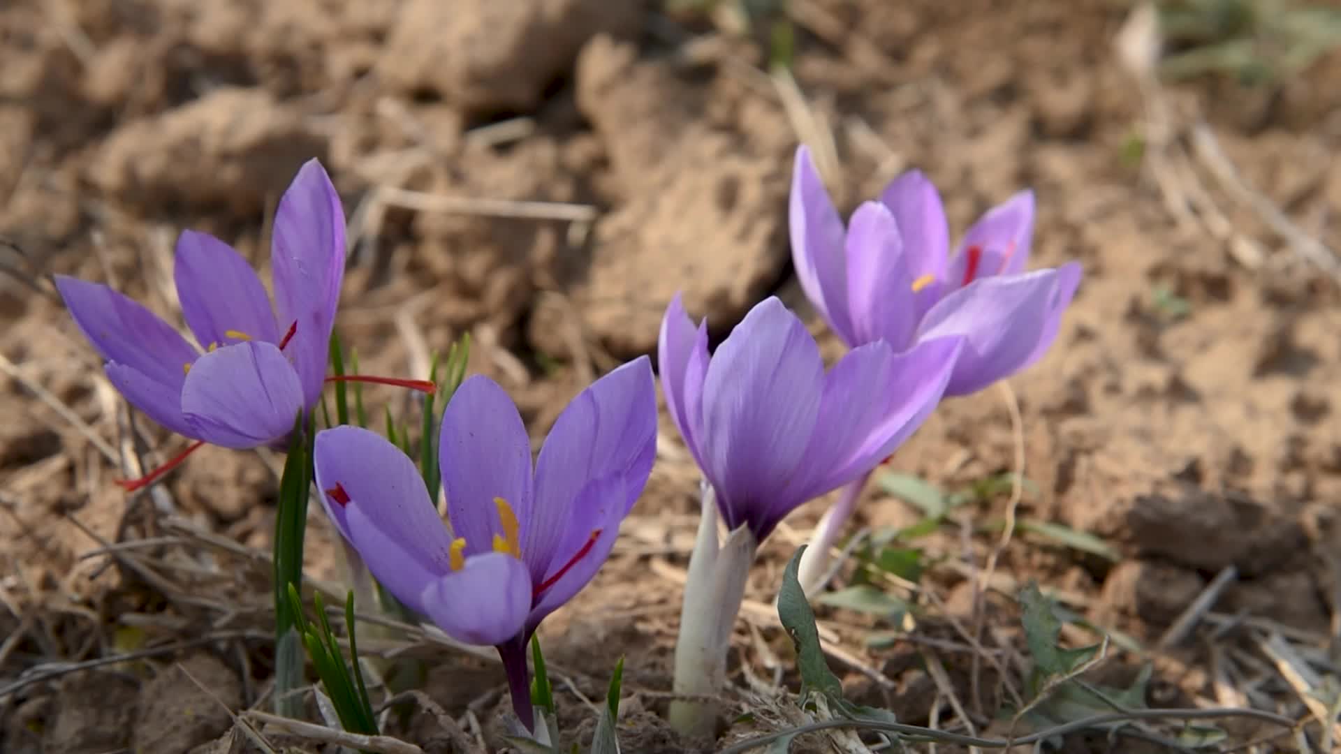 Saffron Harvesting In Pulwama, India