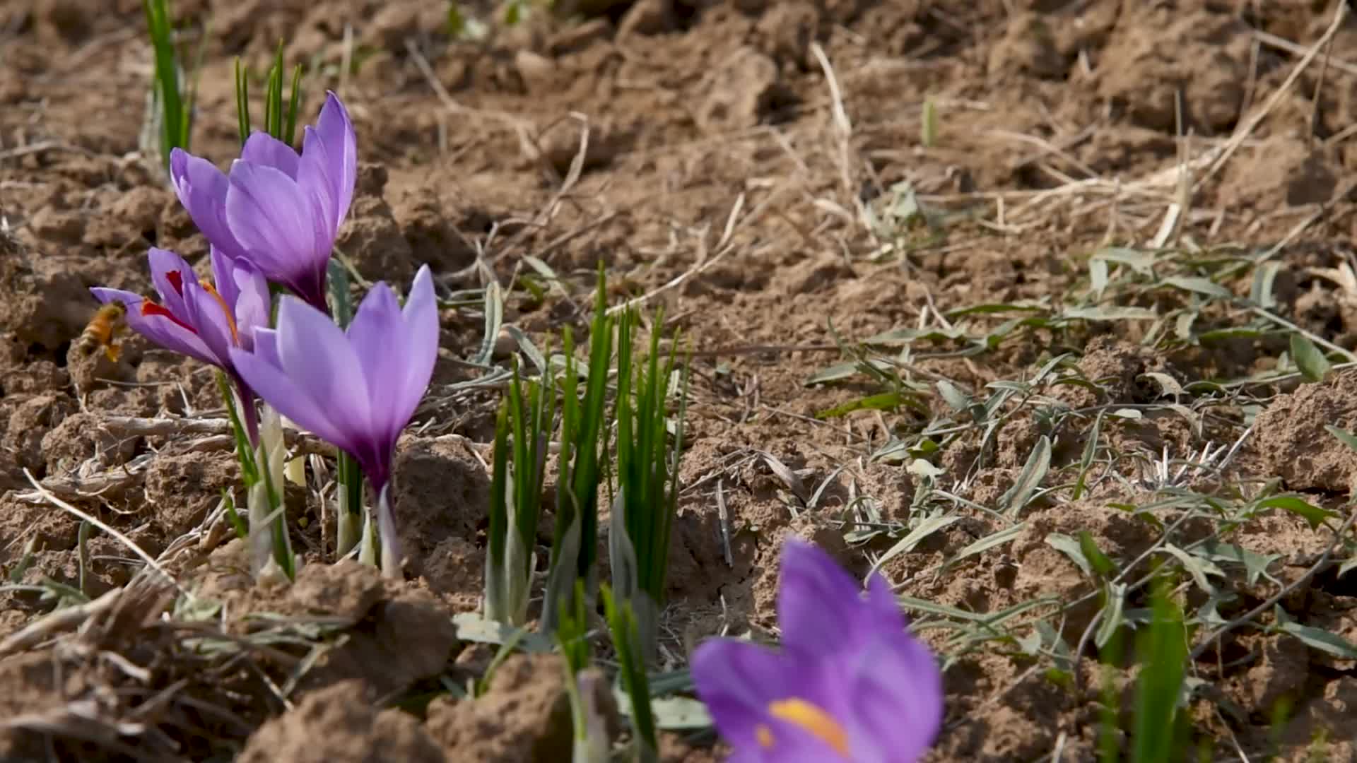 Saffron Harvesting In Pulwama, India