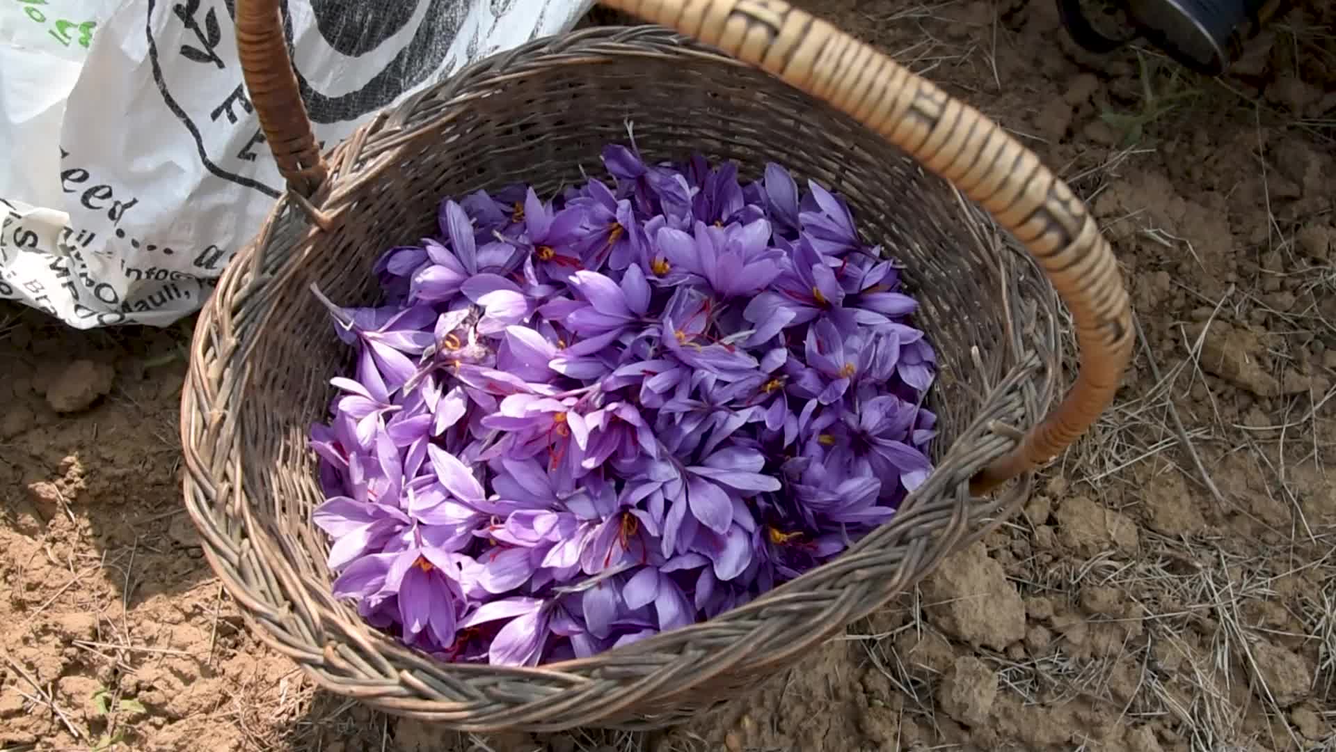 Saffron Harvesting In Pulwama, India