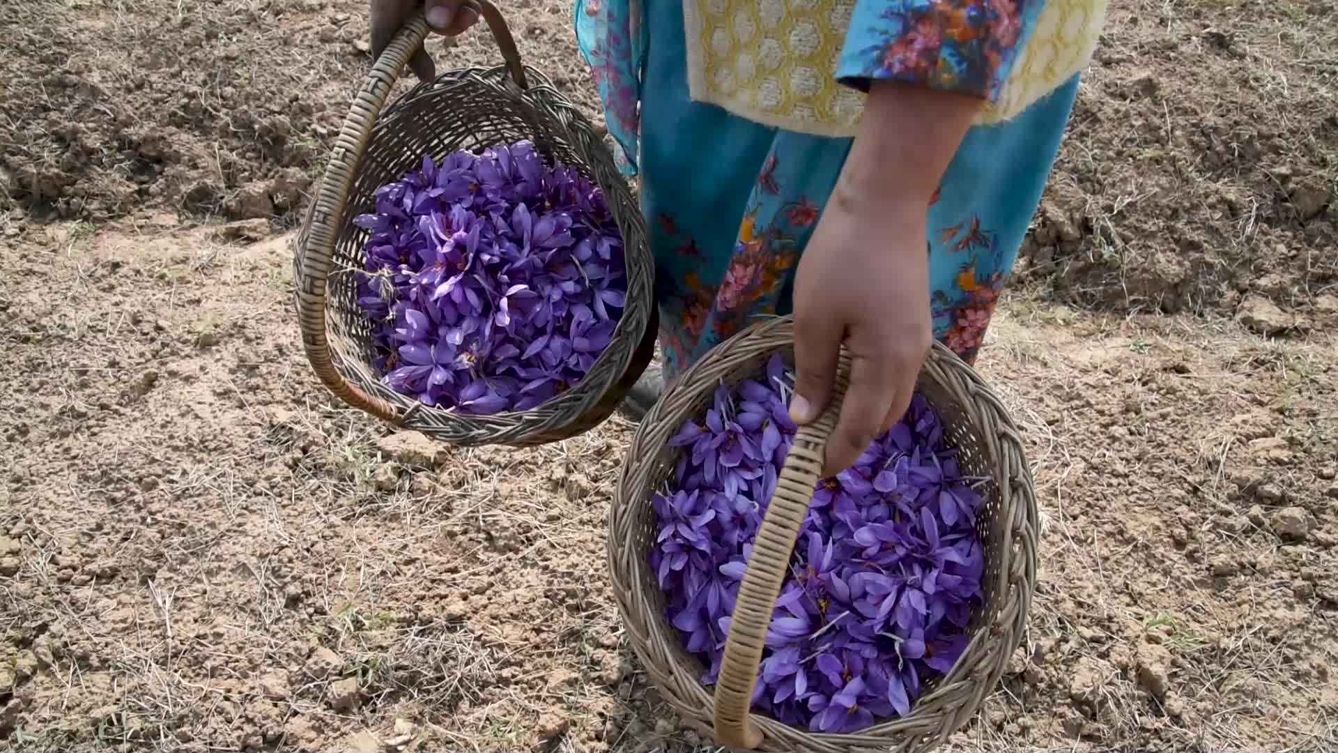 Saffron Harvesting In Pulwama, India