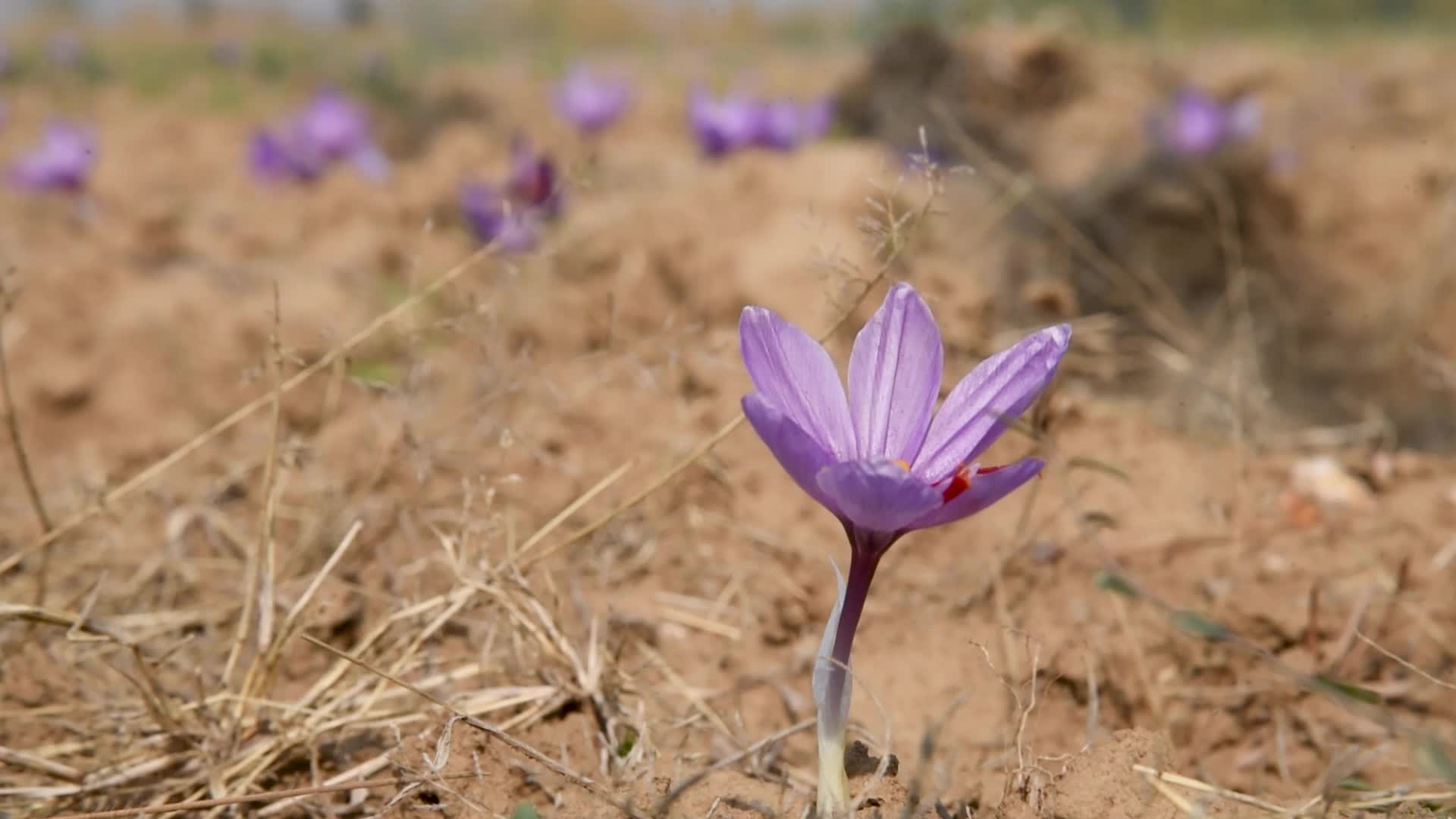 Saffron Harvesting In Pulwama, India