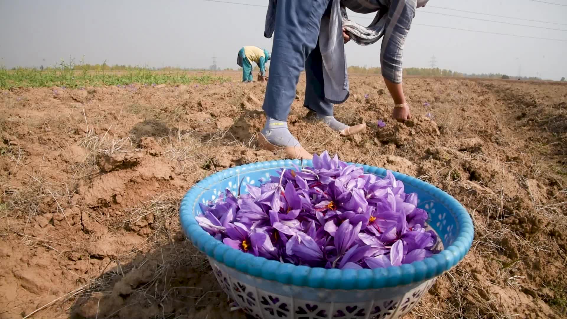 Saffron Harvesting In Pulwama, India