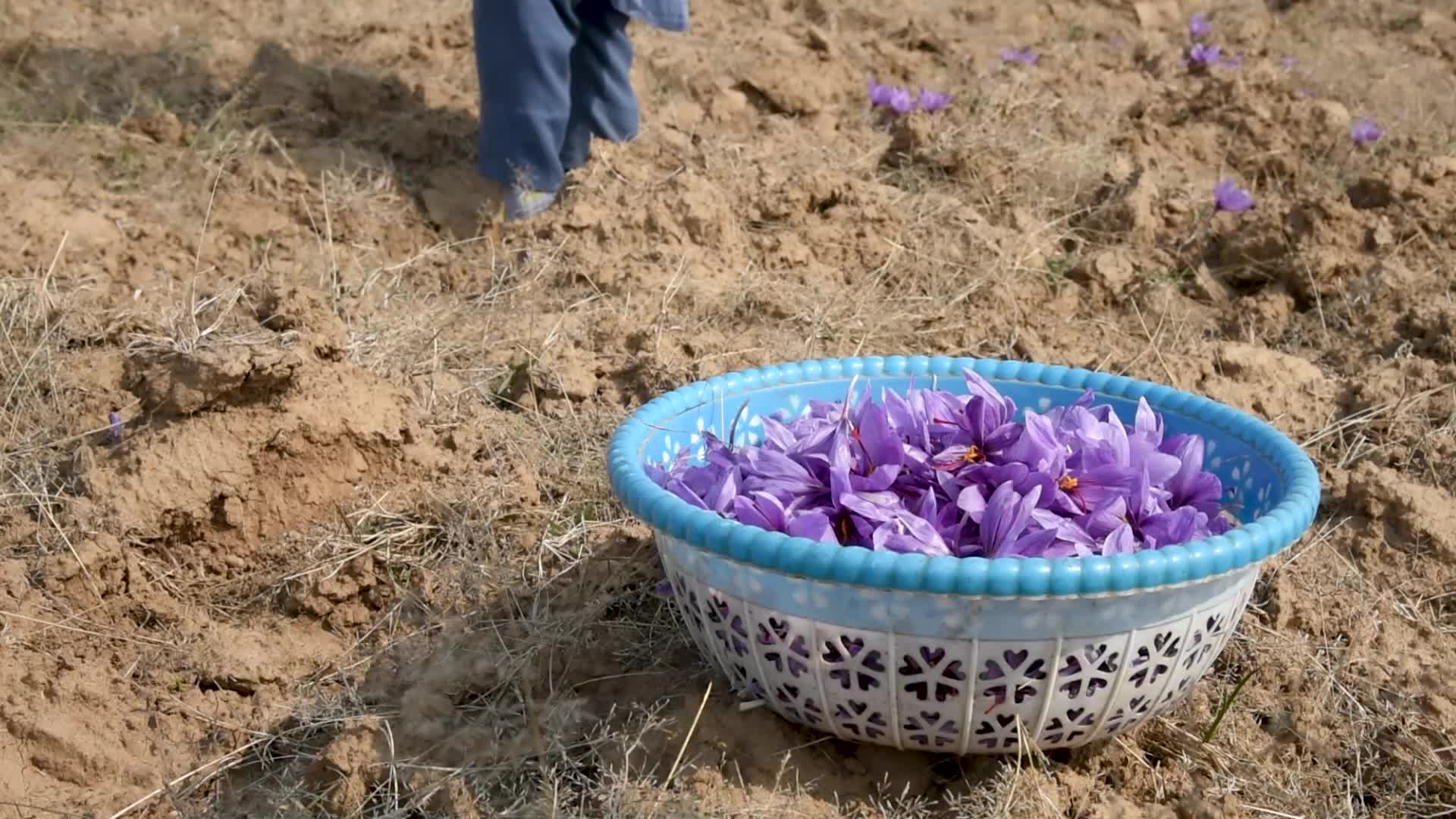 Saffron Harvesting In Pulwama, India