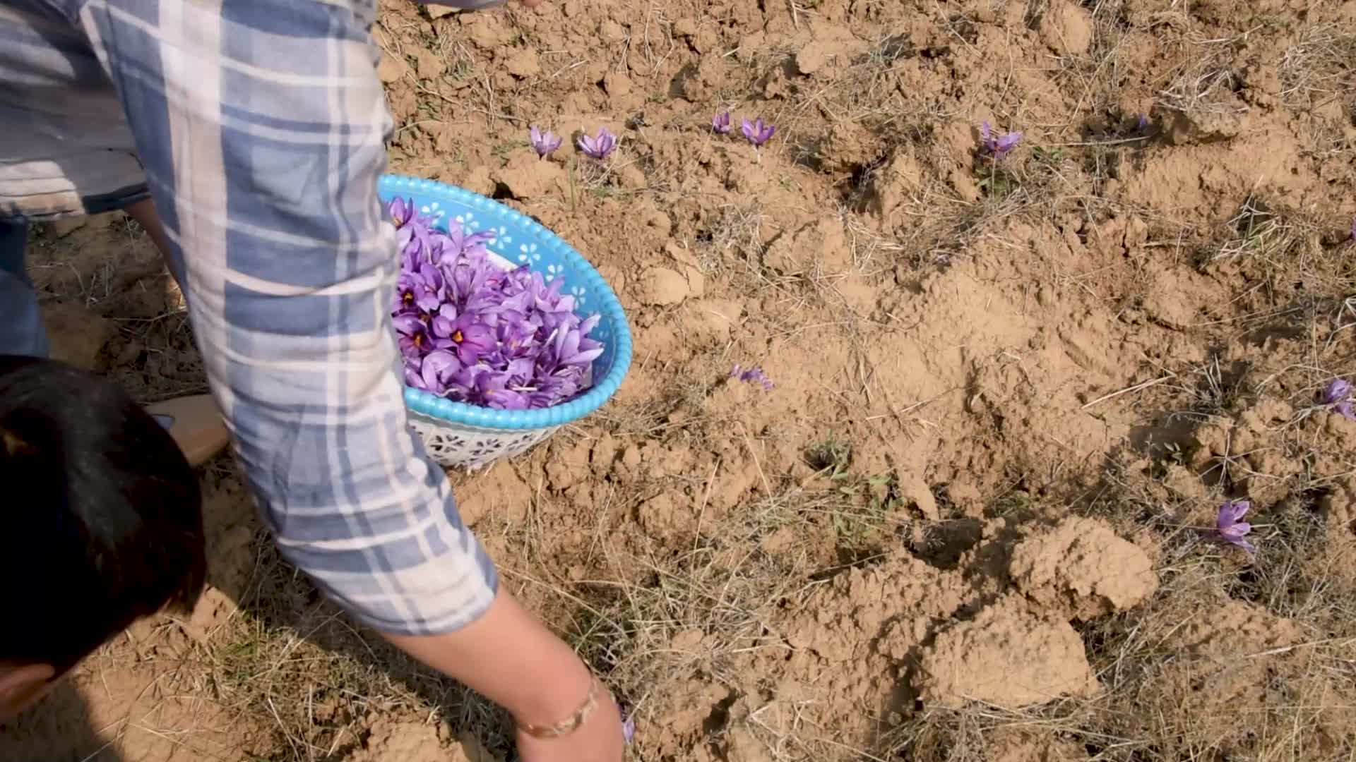 Saffron Harvesting In Pulwama, India