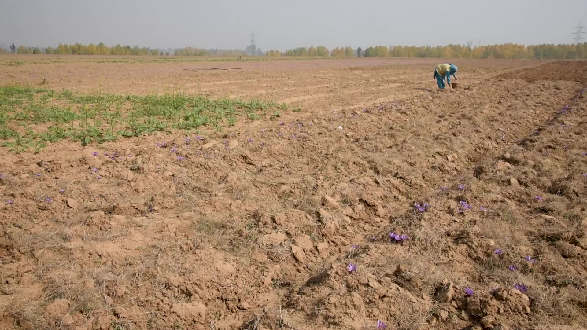 Saffron Harvesting In Pulwama, India