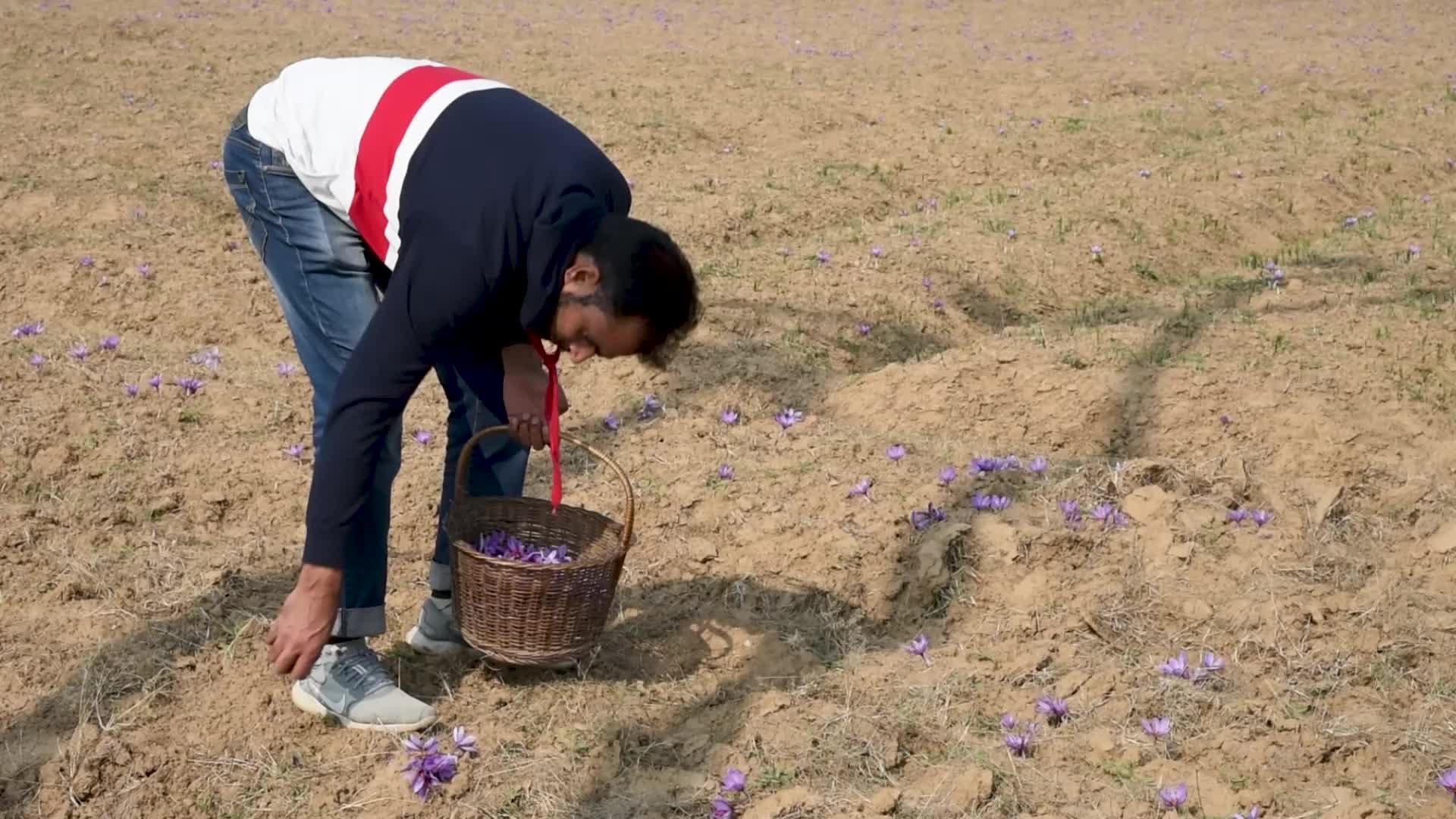 Saffron Harvesting In Pulwama, India
