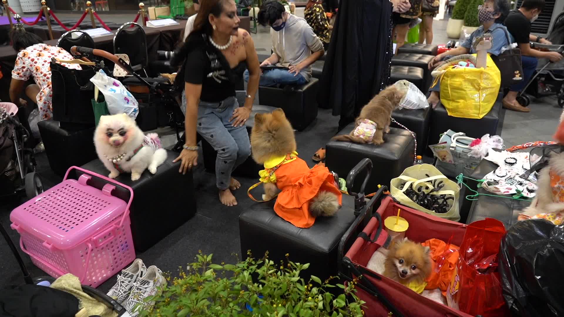 Halloween Dog Dressing Contest in Bangkok