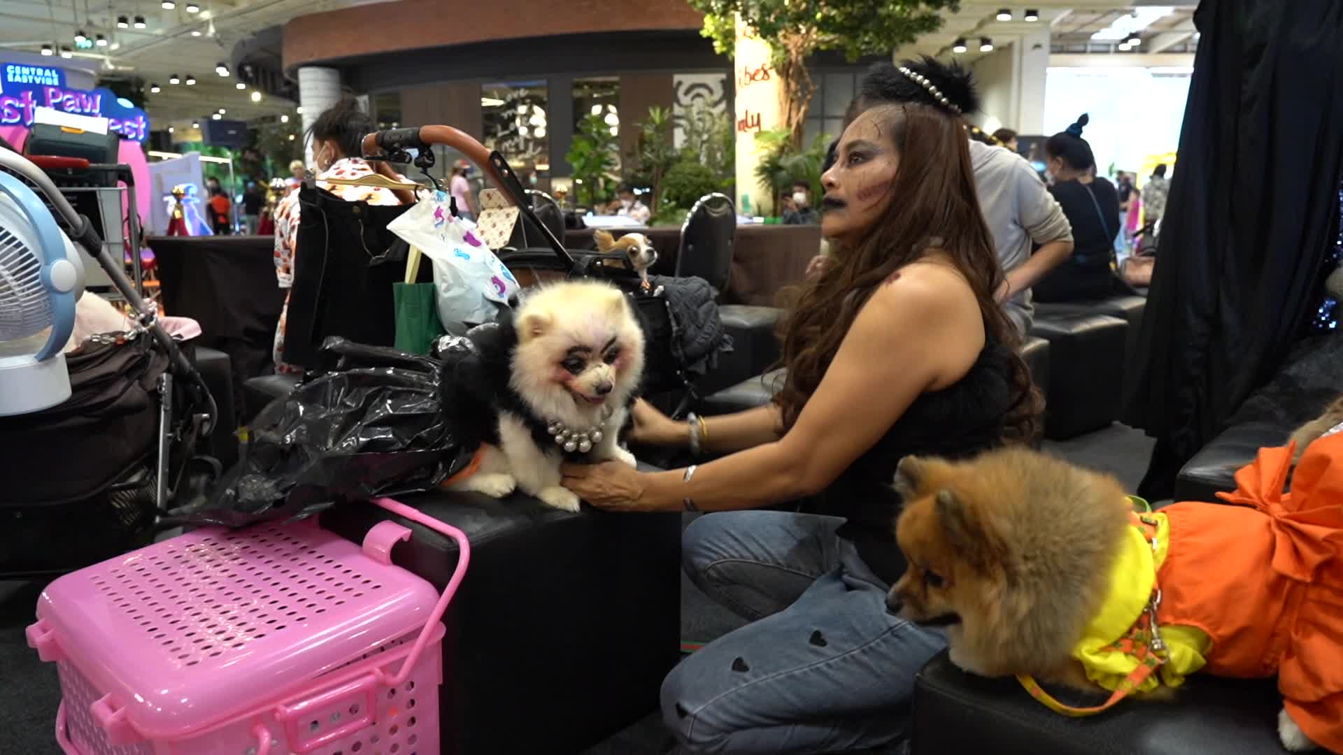 Halloween Dog Dressing Contest in Bangkok