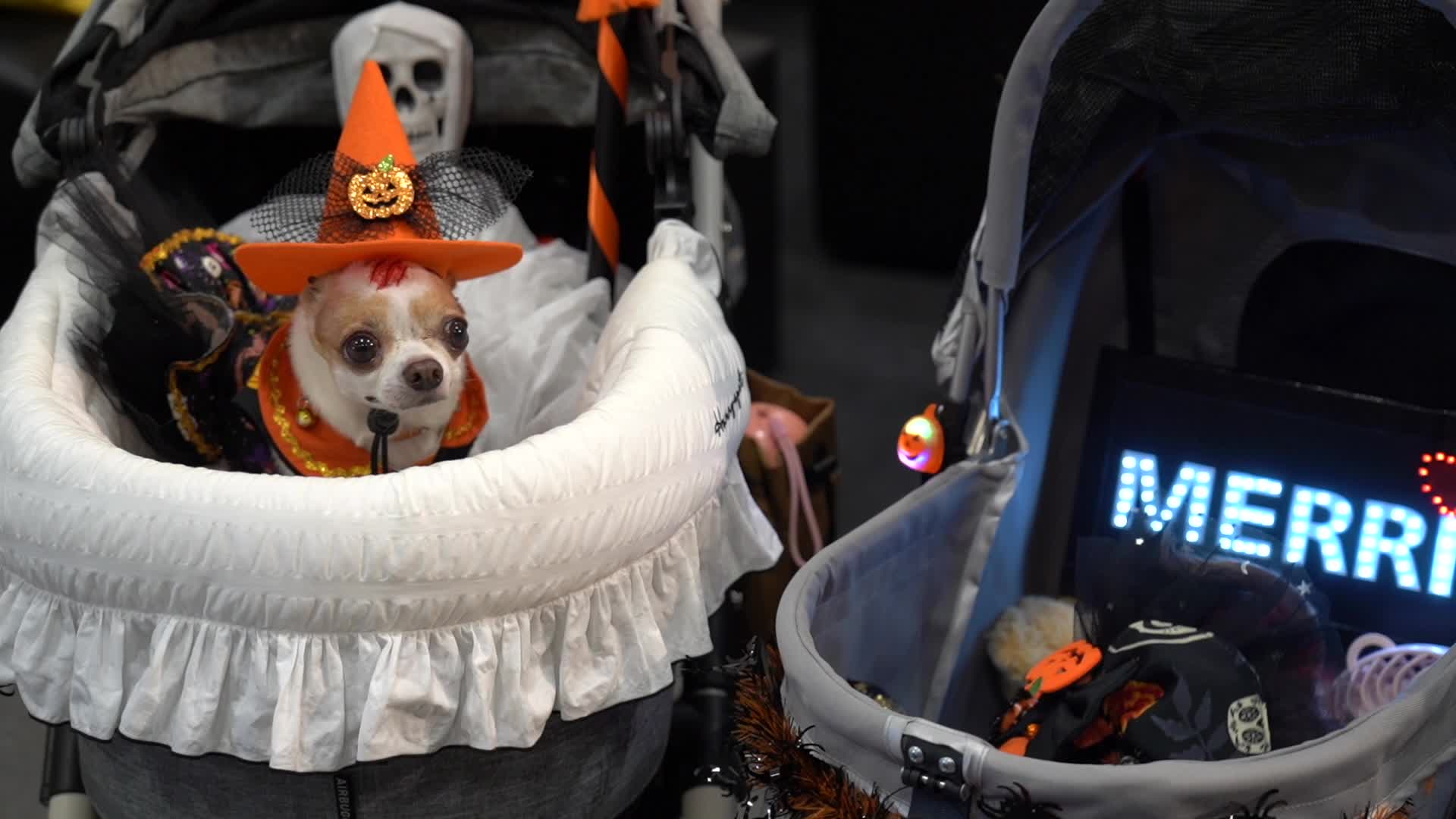 Halloween Dog Dressing Contest in Bangkok
