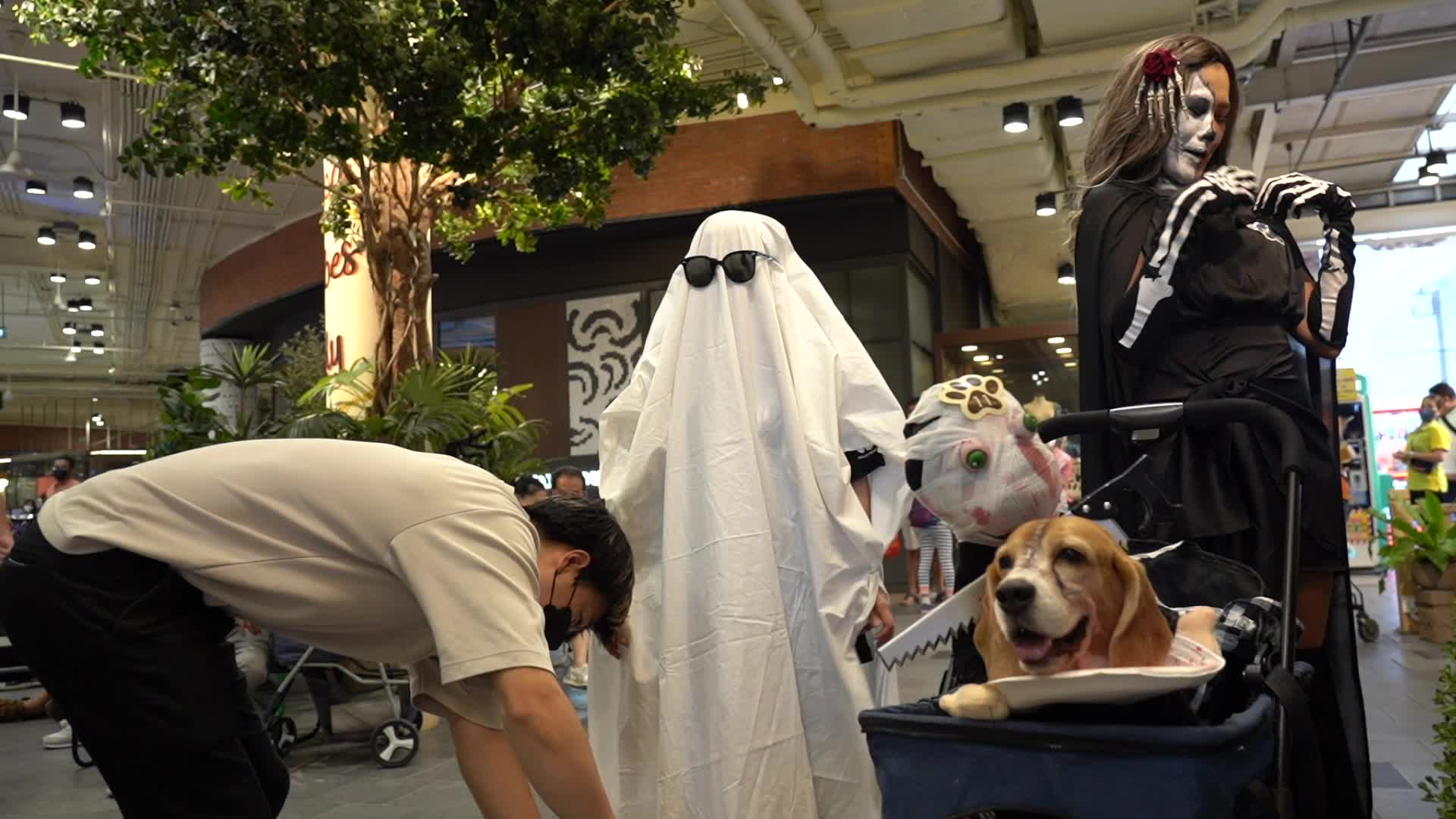 Halloween Dog Dressing Contest in Bangkok