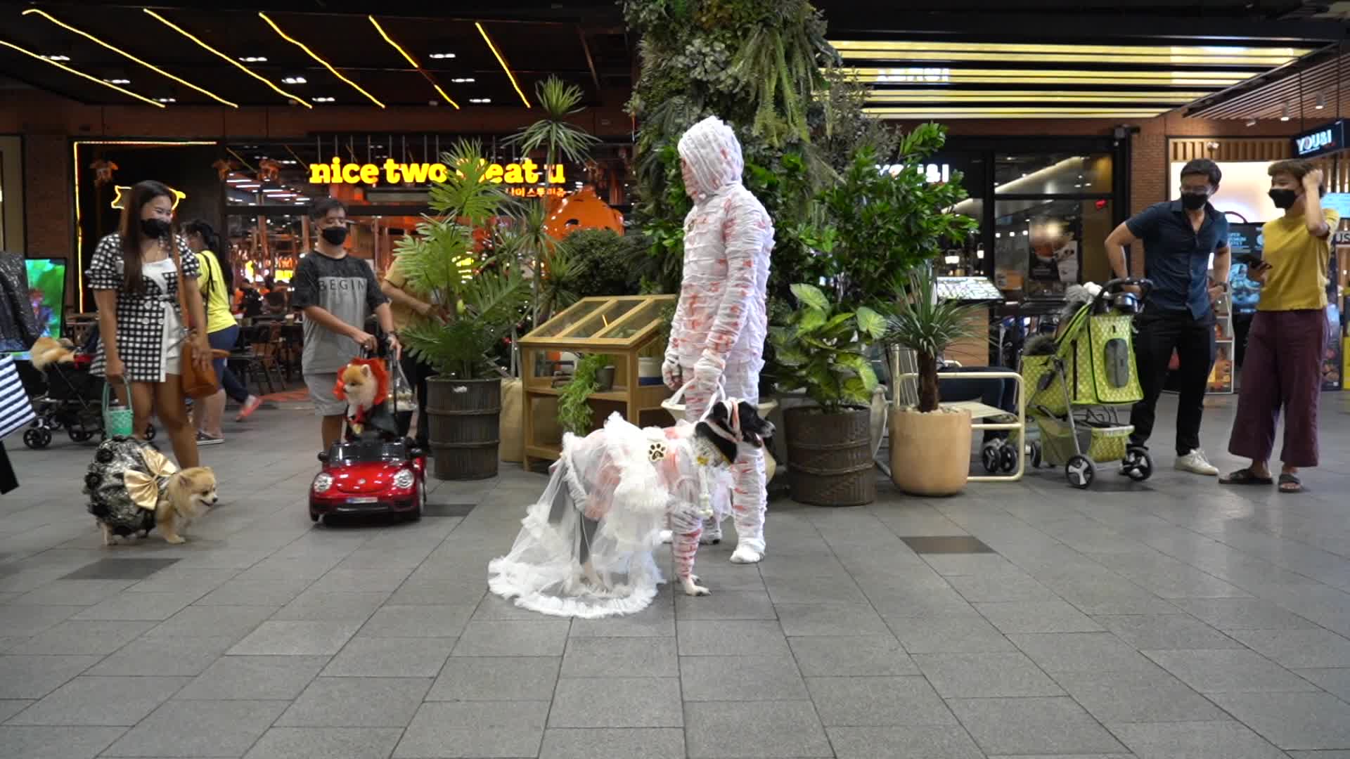 Halloween Dog Dressing Contest in Bangkok
