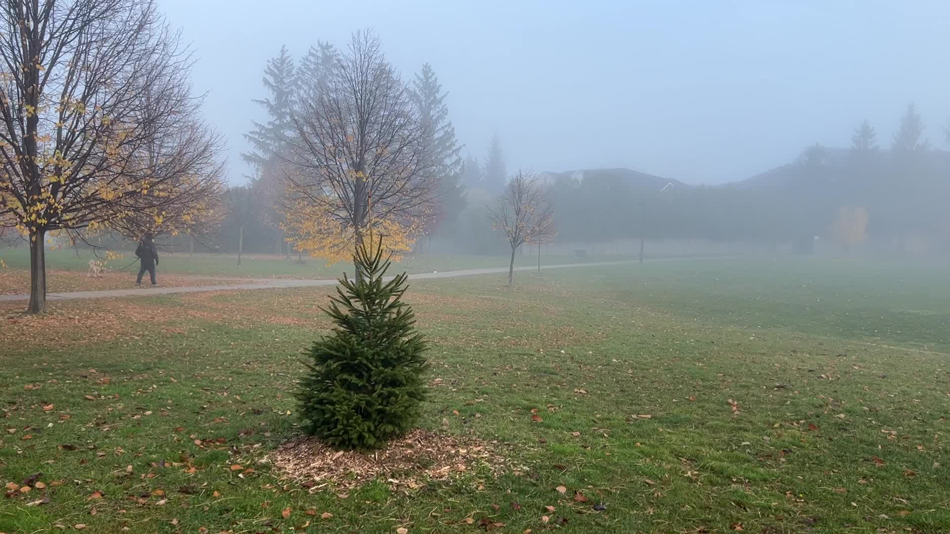 Foggy morning during the Autumn season